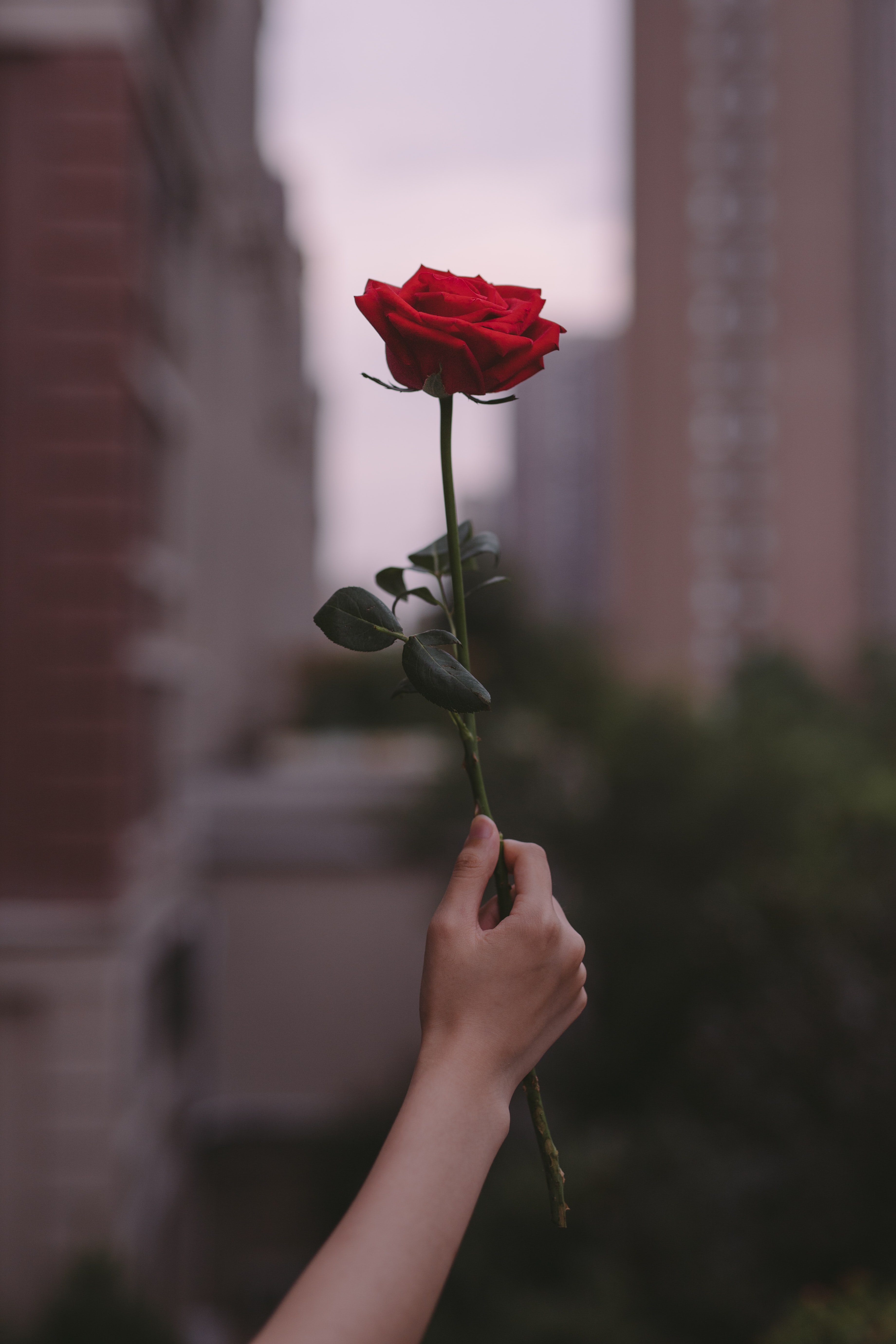 8k Rose Flower Images
