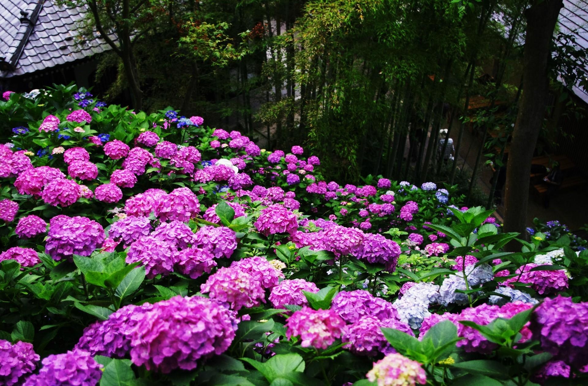 greens, hydrangea, flowers, park, slope, handsomely, it's beautiful