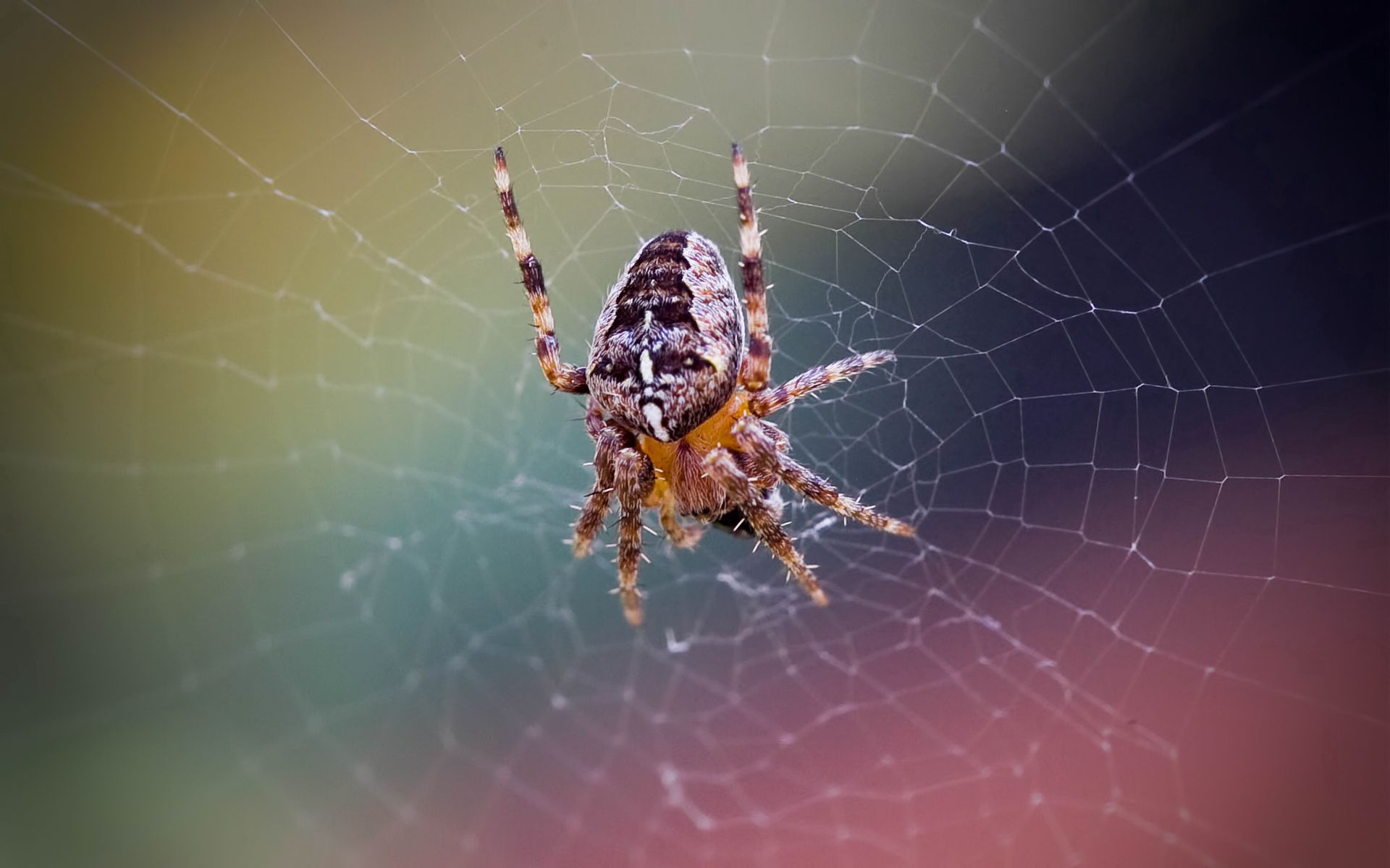 Laden Sie das Makro, Raster, Insekt, Web, Gitter, Spinne-Bild kostenlos auf Ihren PC-Desktop herunter