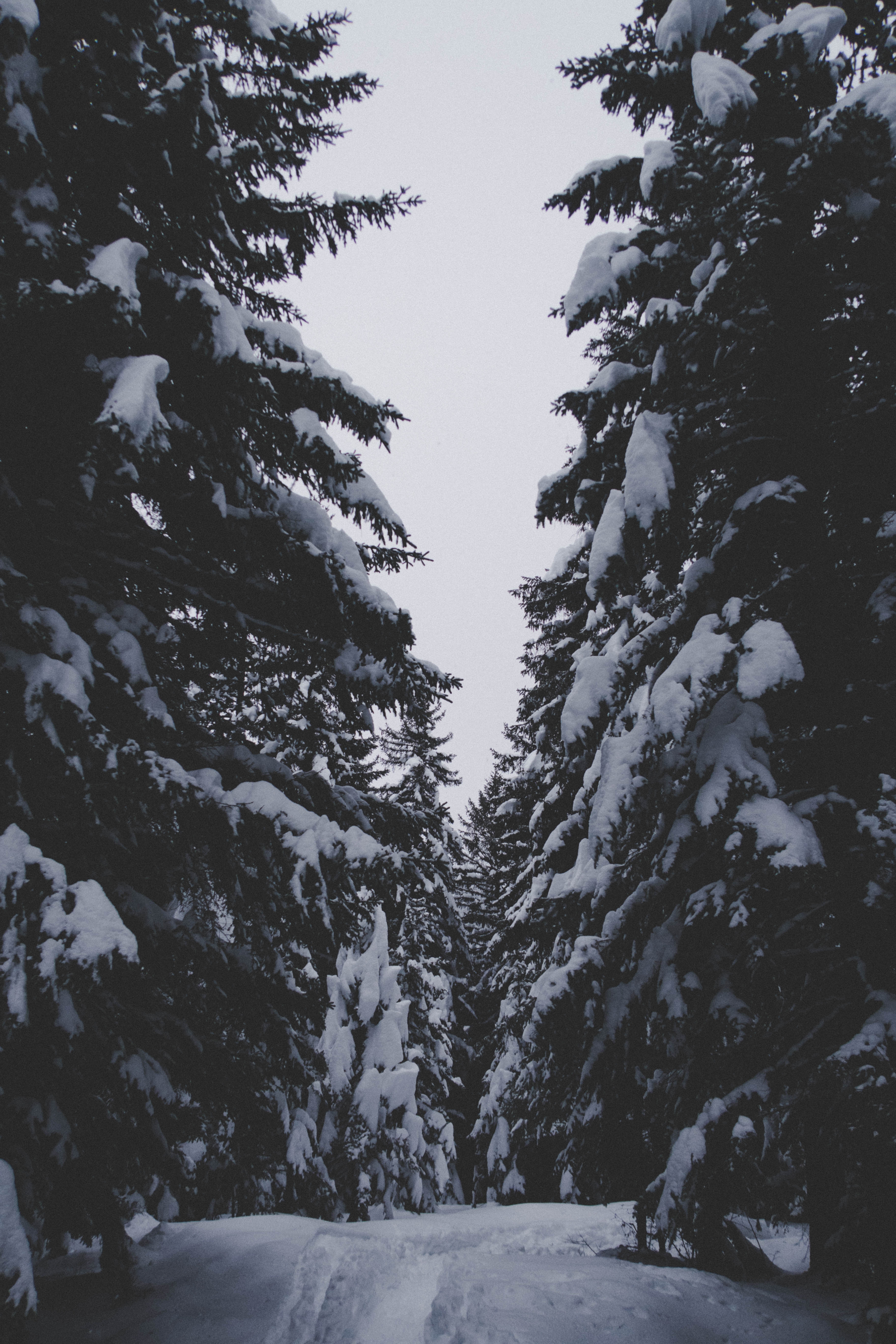 forest, passage, winter, nature, trees, snow 5K