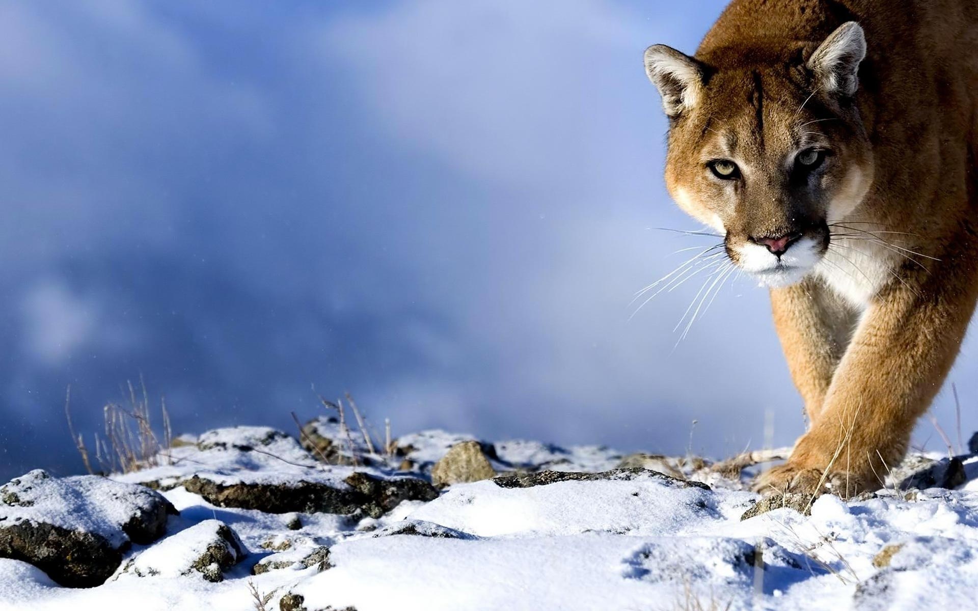 232628 免費下載壁紙 动物, 美洲狮, 猫 屏保和圖片