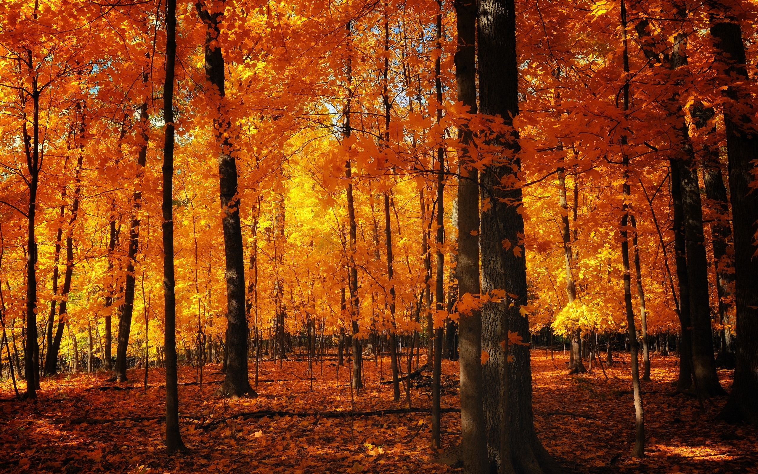 Handy-Wallpaper Landschaft, Bäume, Herbst kostenlos herunterladen.