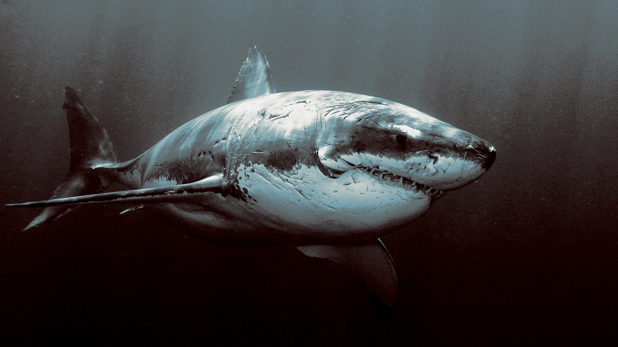 14723 descargar fondo de pantalla tiburones, animales, peces: protectores de pantalla e imágenes gratis