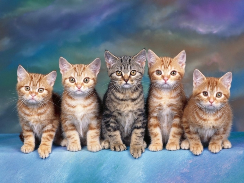 32k Wallpaper Cats 