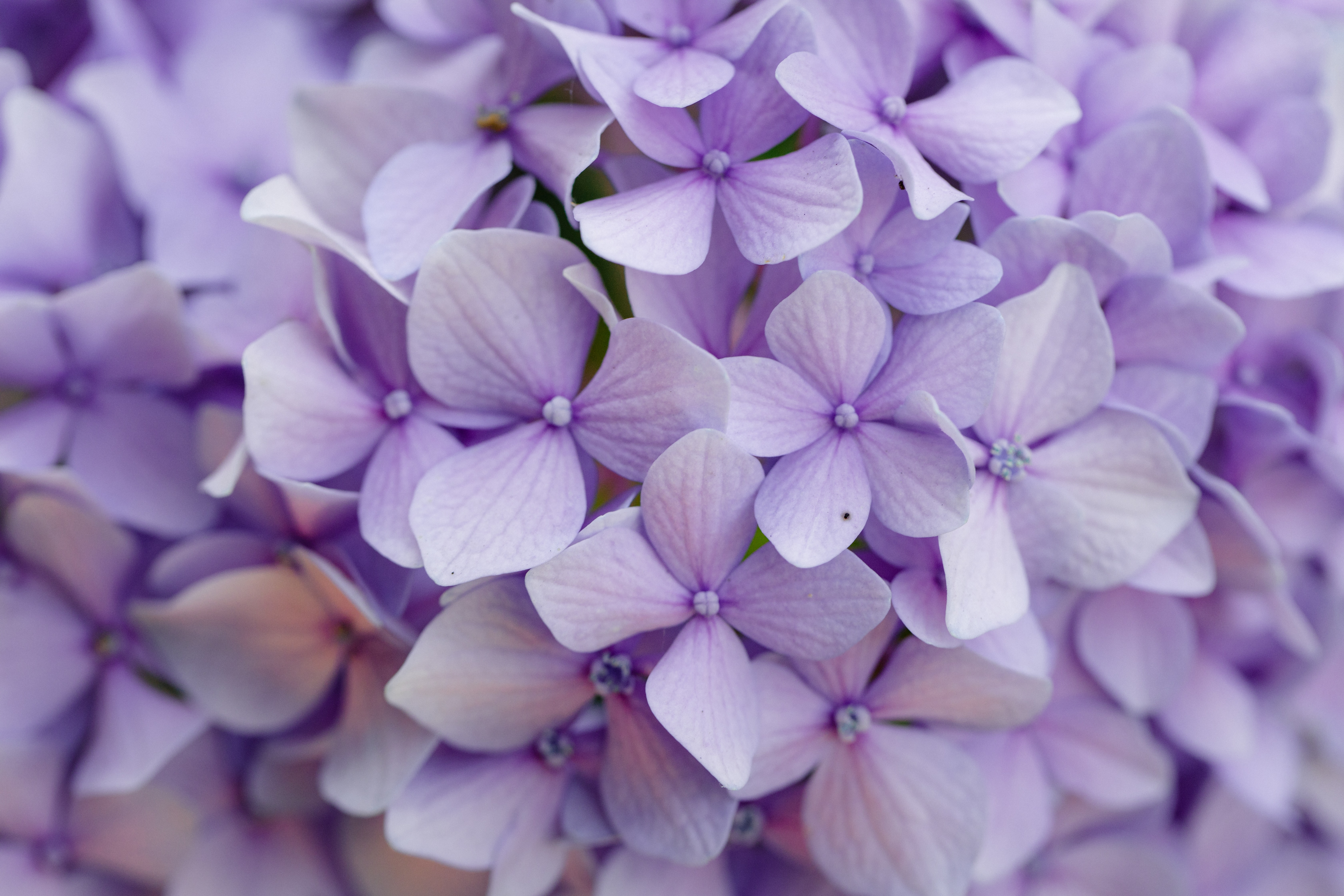 無料モバイル壁紙フラワーズ, 大きい, マクロ, 花びら, 紫の, 紫, あじさい, 紫陽花をダウンロードします。