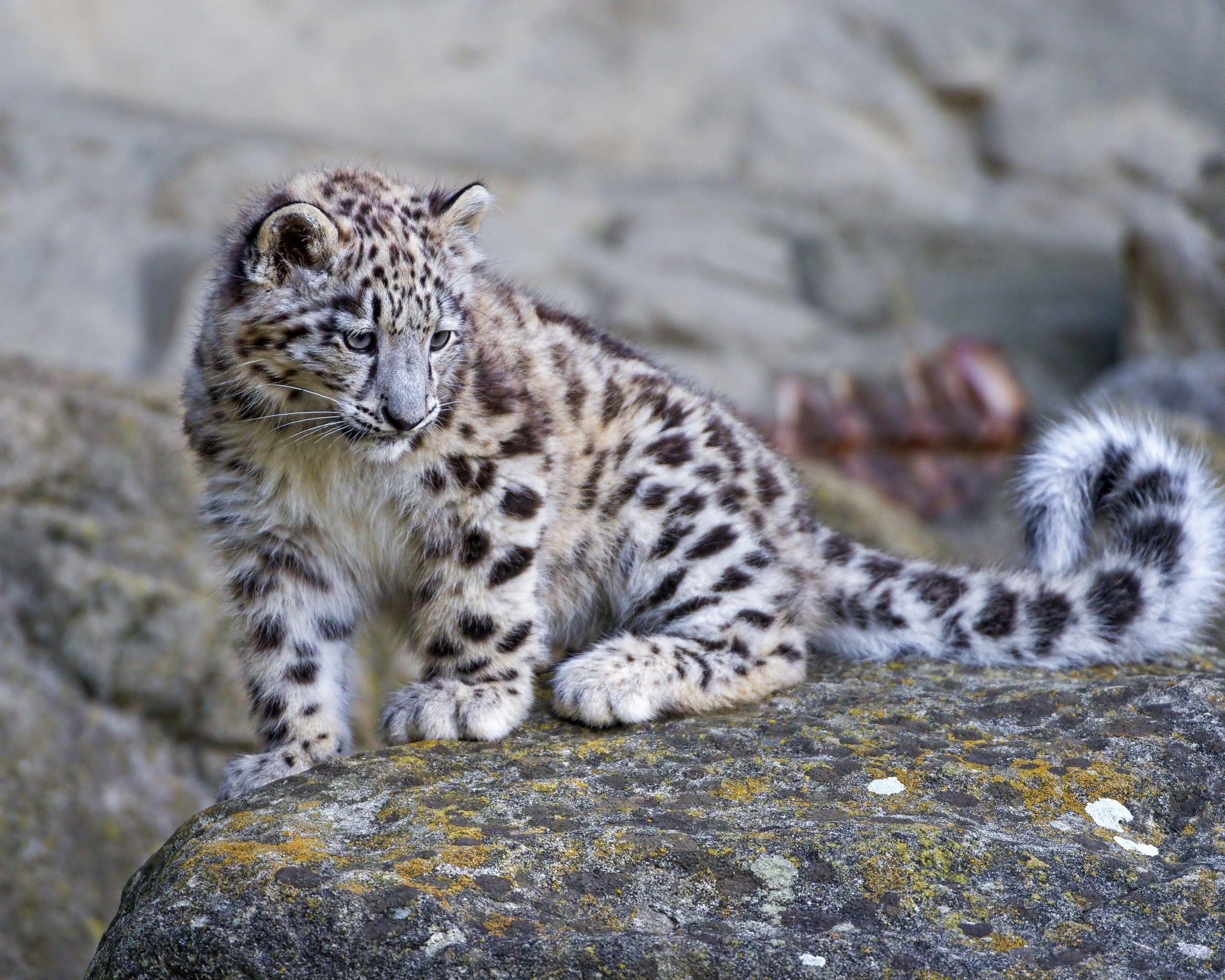 big cat, animals, stones, snow leopard, predator, moss