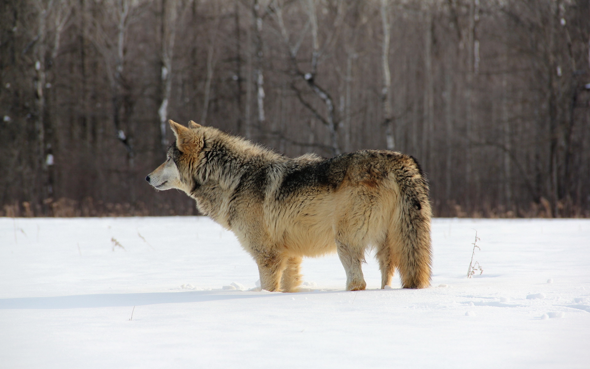 Волк со спины