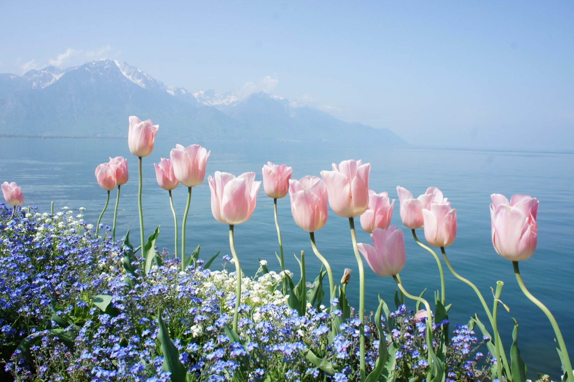 Тюльпаны В Природе