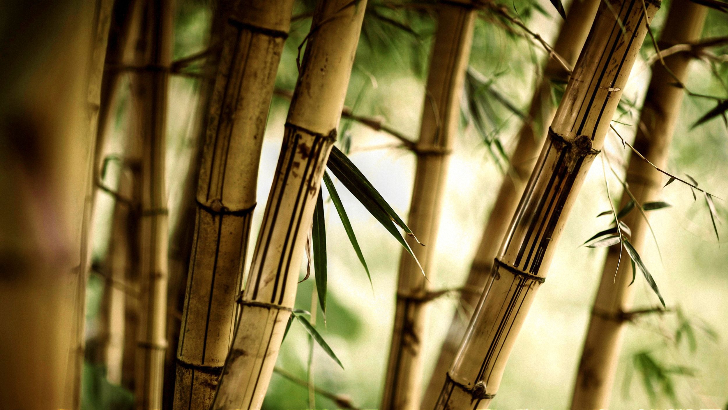 713754 Hintergrundbild herunterladen erde/natur, bambus - Bildschirmschoner und Bilder kostenlos