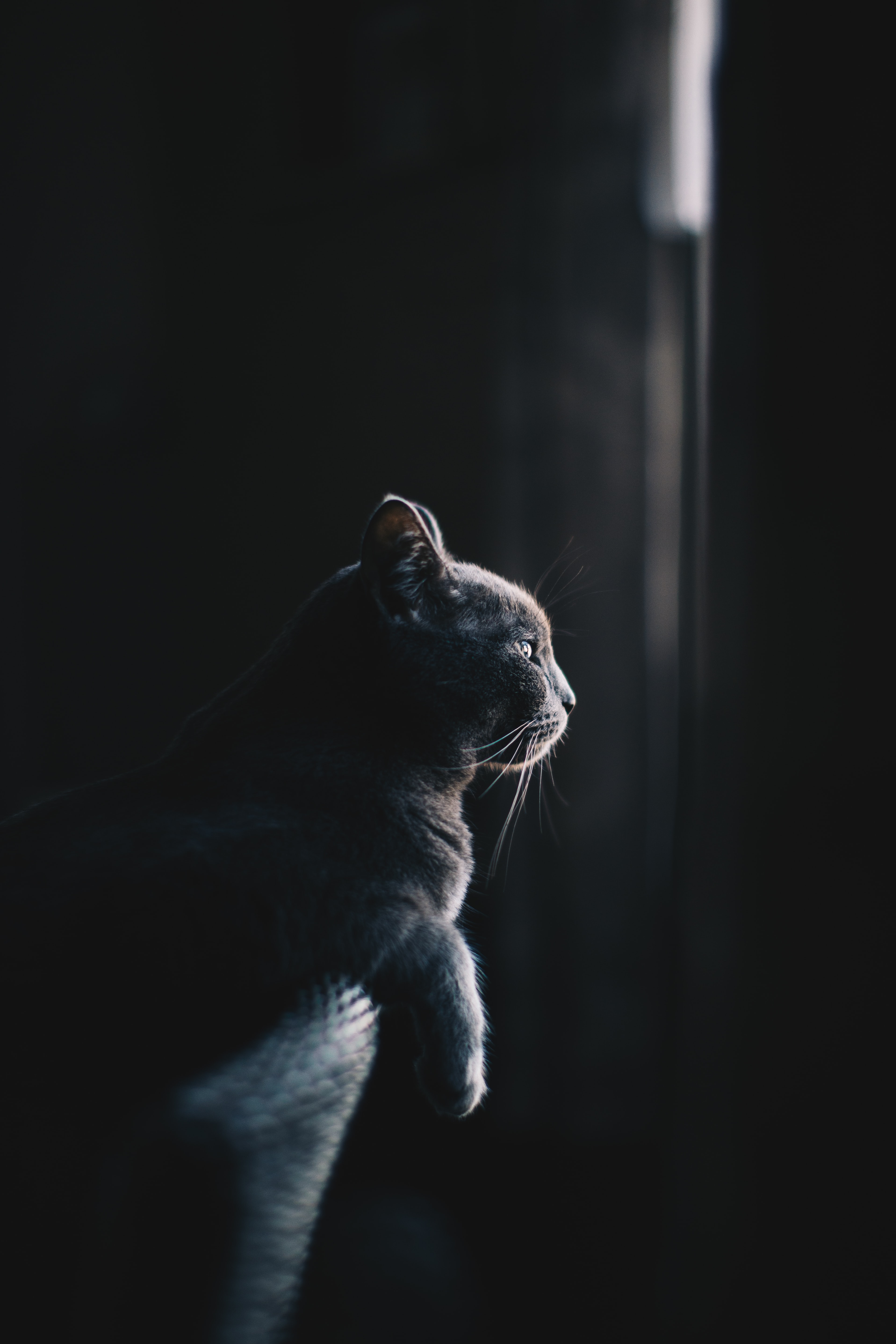 dark, animals, cat, profile Free Background
