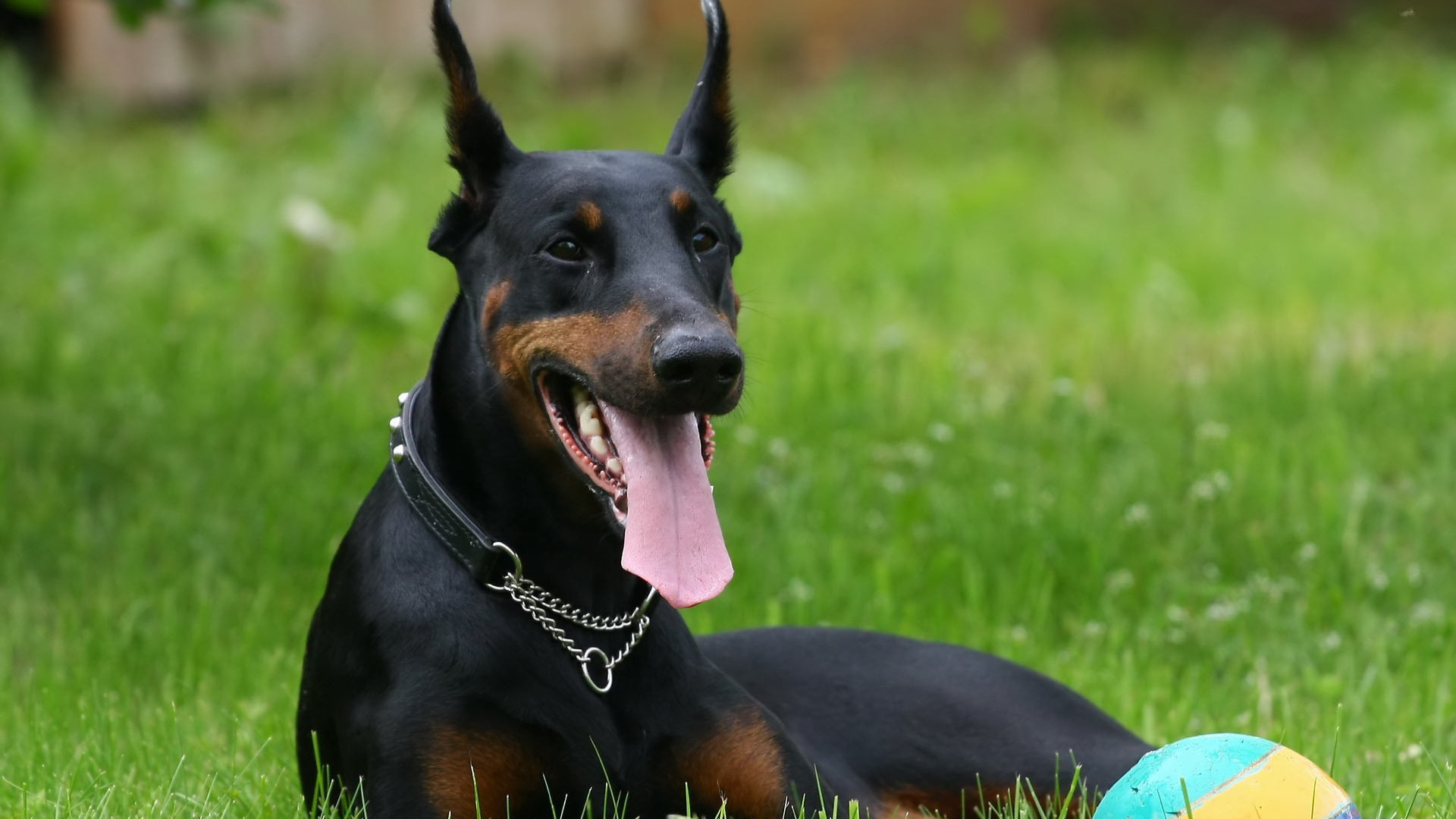 147 Red Doberman Stock Video Footage  4K and HD Video Clips  Shutterstock
