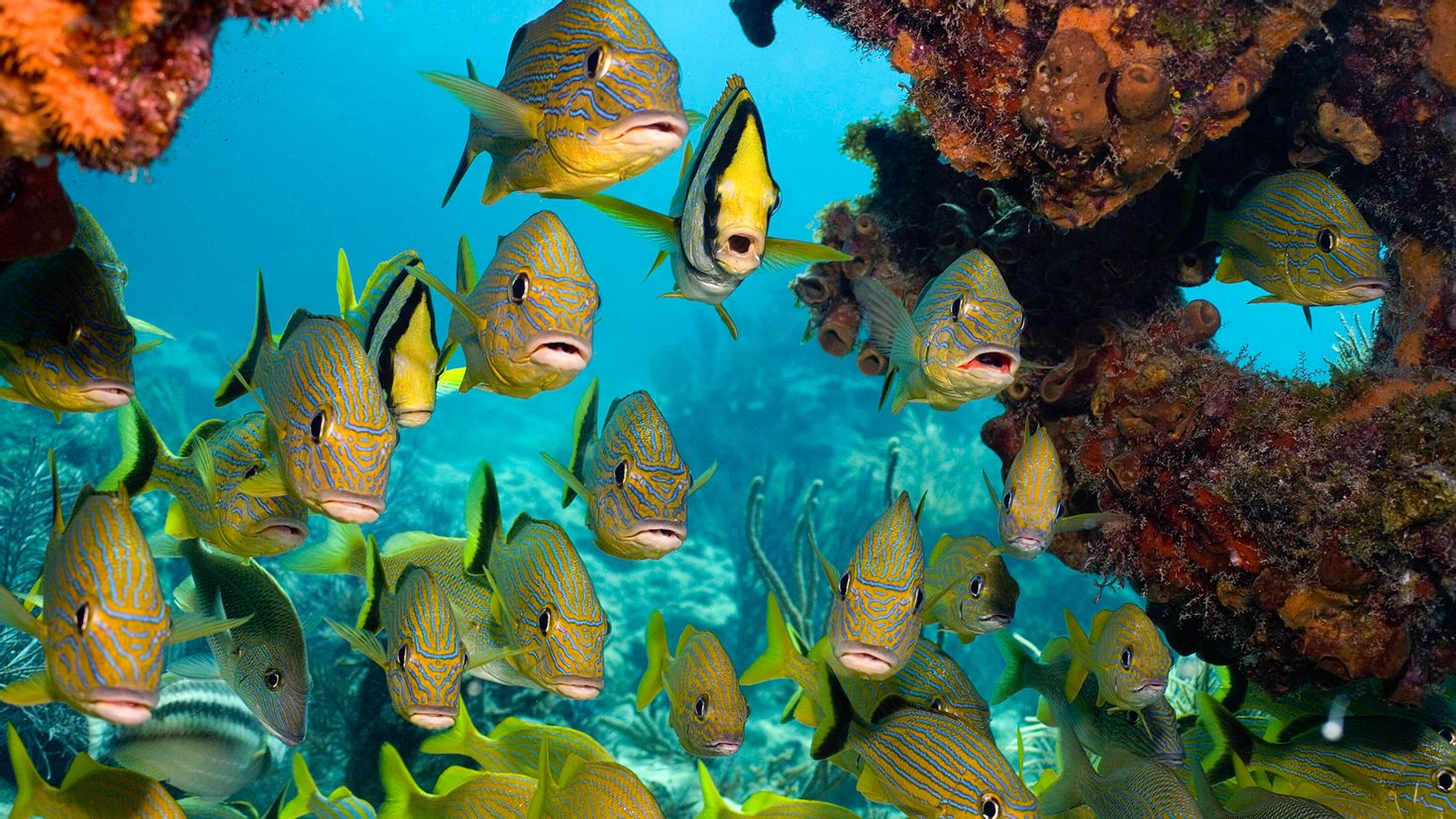 Коралловый риф для аквариума