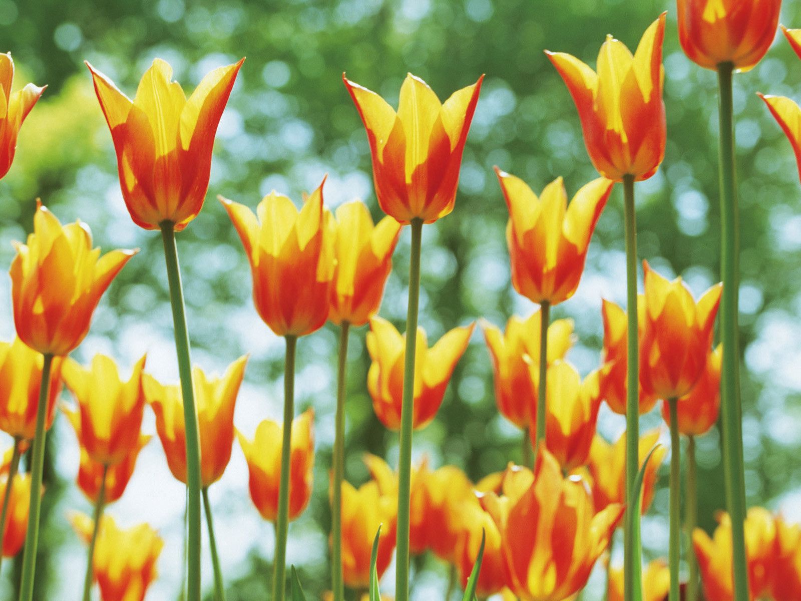 106588 télécharger le fond d'écran fleurs, tulipes, éblouissement, éclat, parterre de fleurs, parterre, printemps, source, ensoleillé - économiseurs d'écran et images gratuitement