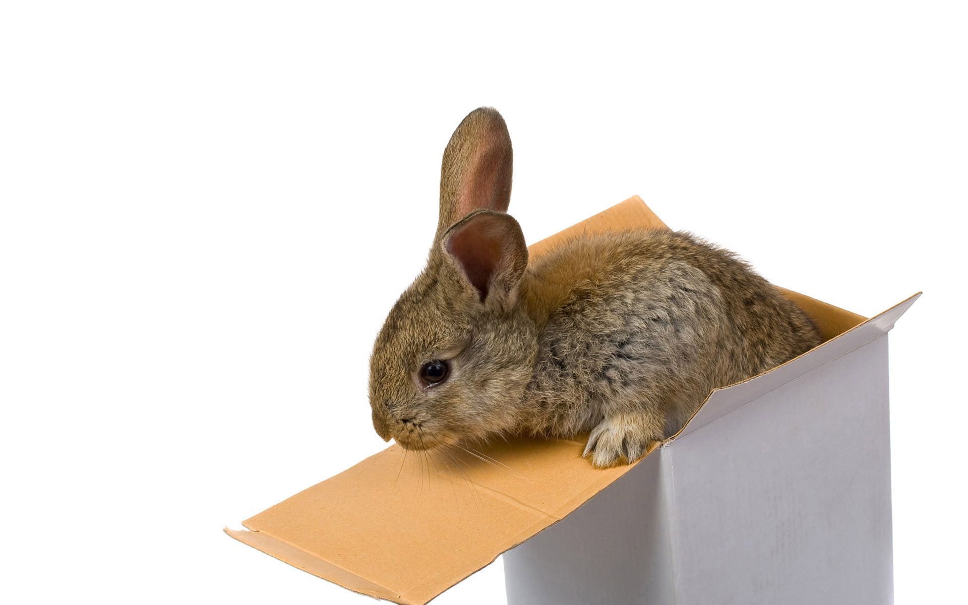 animals, box, ears, climb, rabbit mobile wallpaper