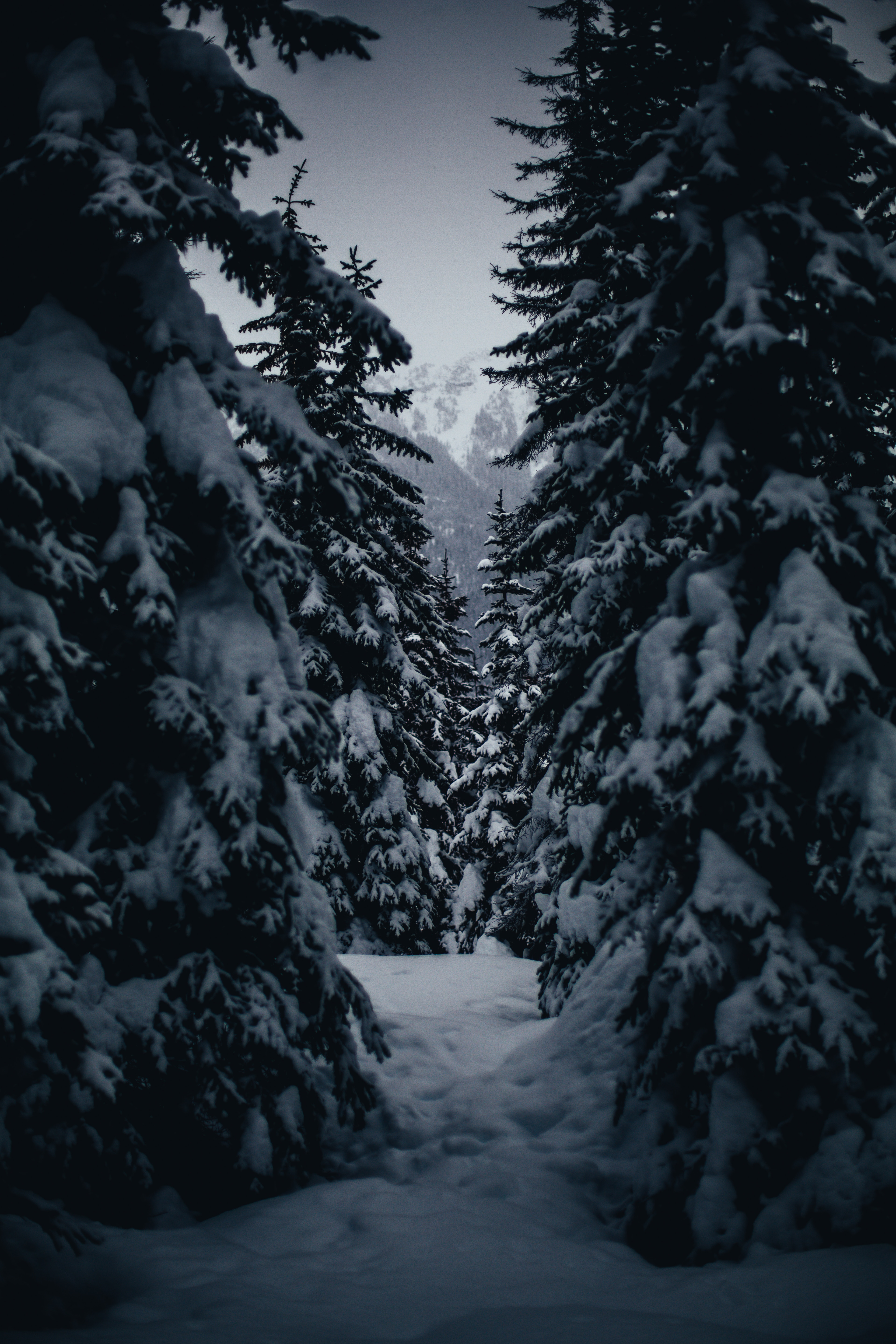 145868 Hintergrundbild herunterladen winter, natur, bäume, schneebedeckt, snowbound, passage - Bildschirmschoner und Bilder kostenlos