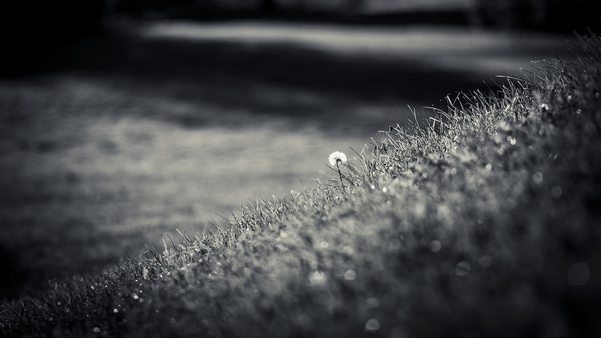 photography, black & white, dandelion, grass