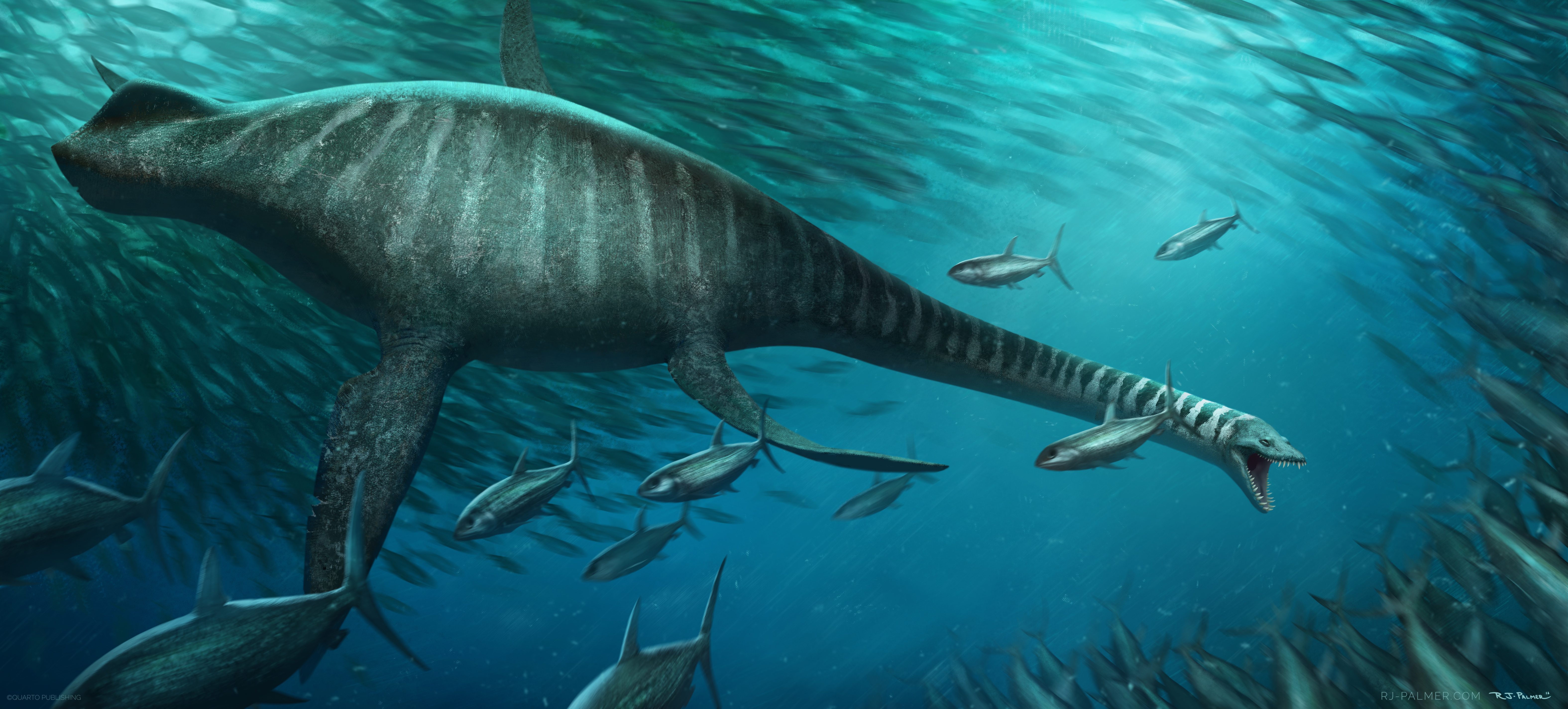 Ихтиозавры вторичноводные. Эласмозавр. Elasmosaurus platyurus. Эласмозавр динозавр. Динозавры морские Плезиозавр.