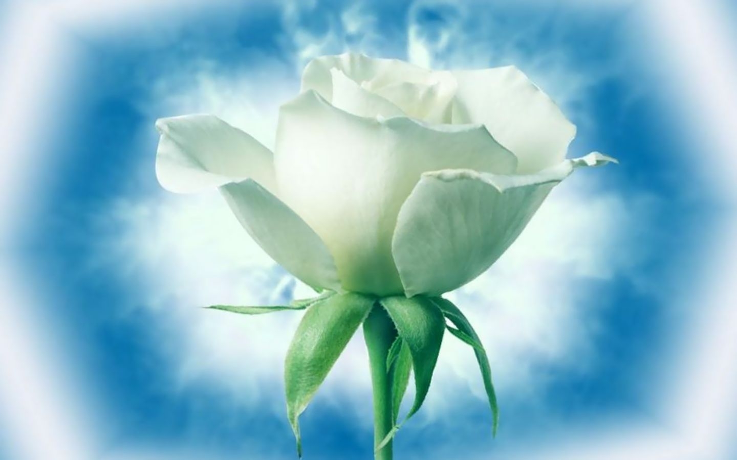 Белые розы на голубом фоне