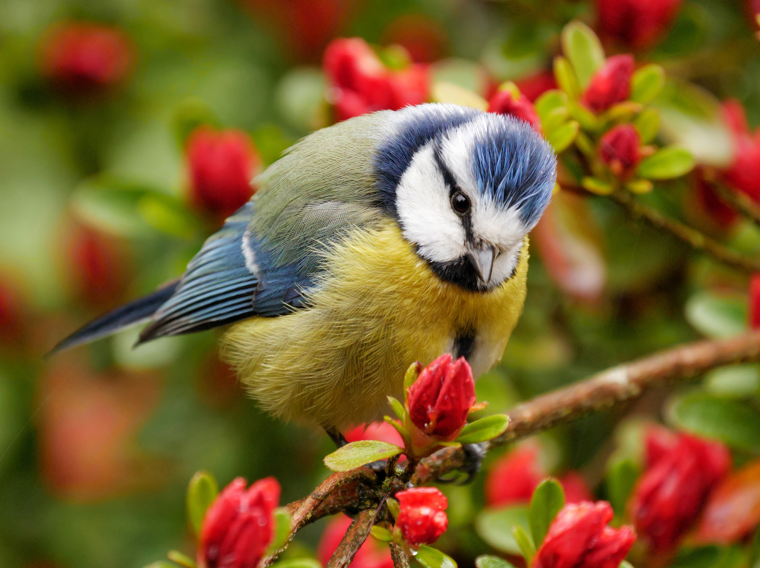 animal, titmouse, bird, close up, flower, red flower, birds