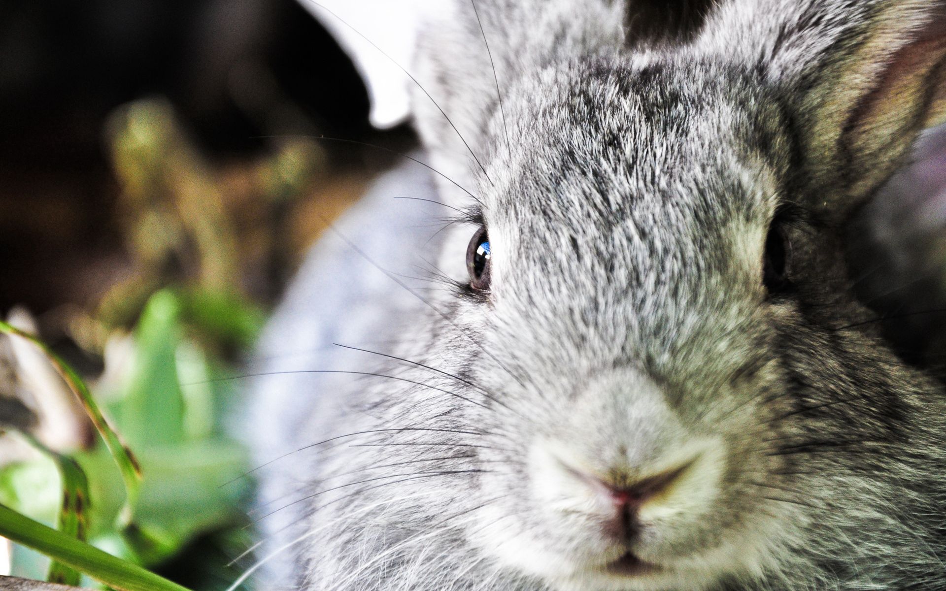 Download mobile wallpaper Ears, Nose, Muzzle, Animals, Rabbit for free.