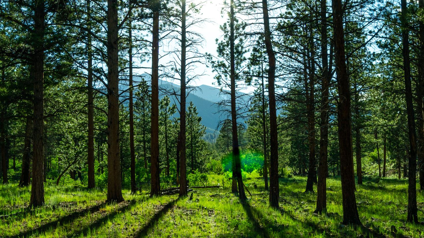 Природа 1 уровень. Сосна. Фон для сайта Поляна сосны. Сосна Горная летом. Nature 1x1.