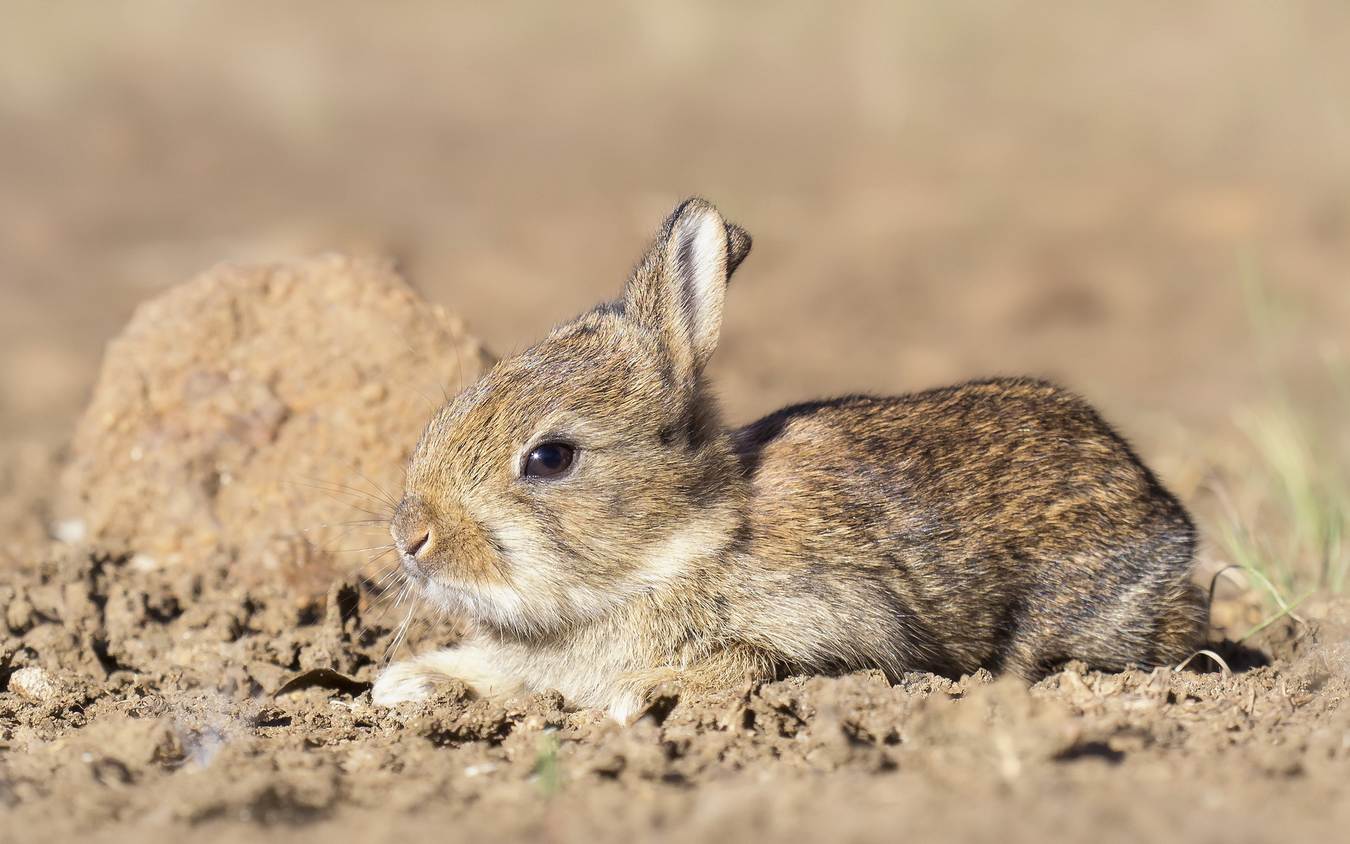 PC Wallpapers animal, hare