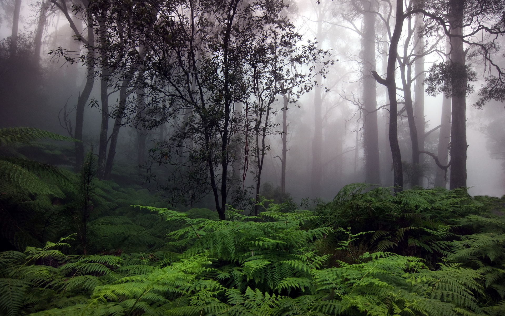 fog, jungle, forest, landscape, fern, earth, scenic, tree 4K Ultra