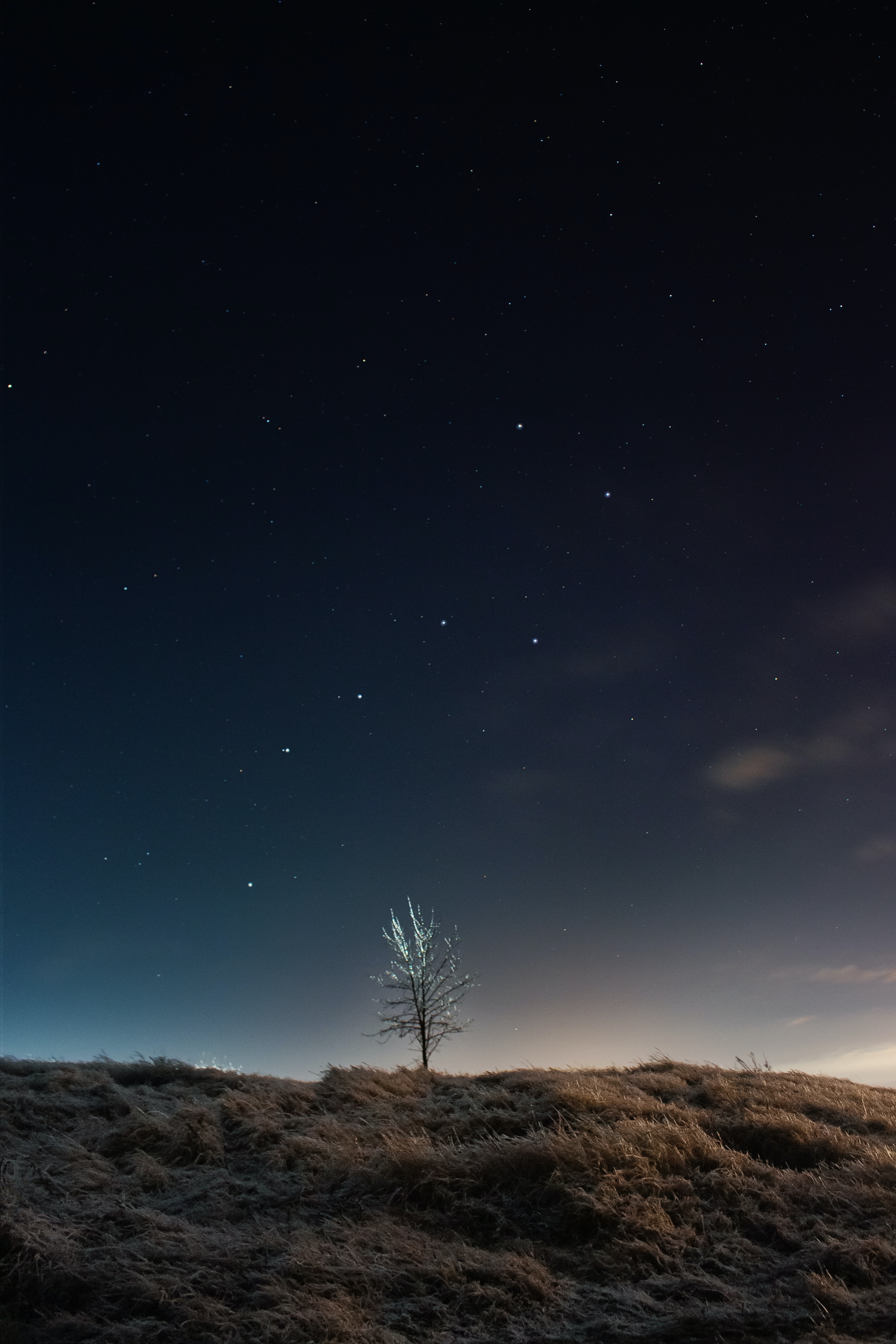 Free download wallpaper Stars, Night, Tree, Field, Wood, Dark on your PC desktop