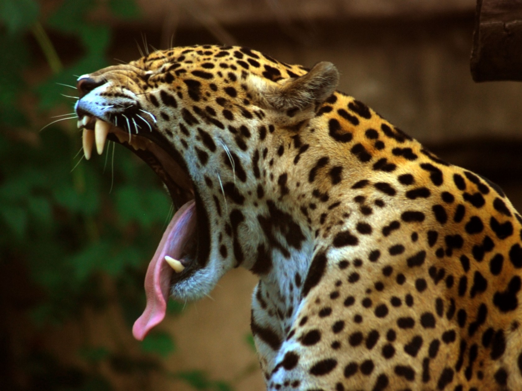 animal, jaguar, cats cell phone wallpapers