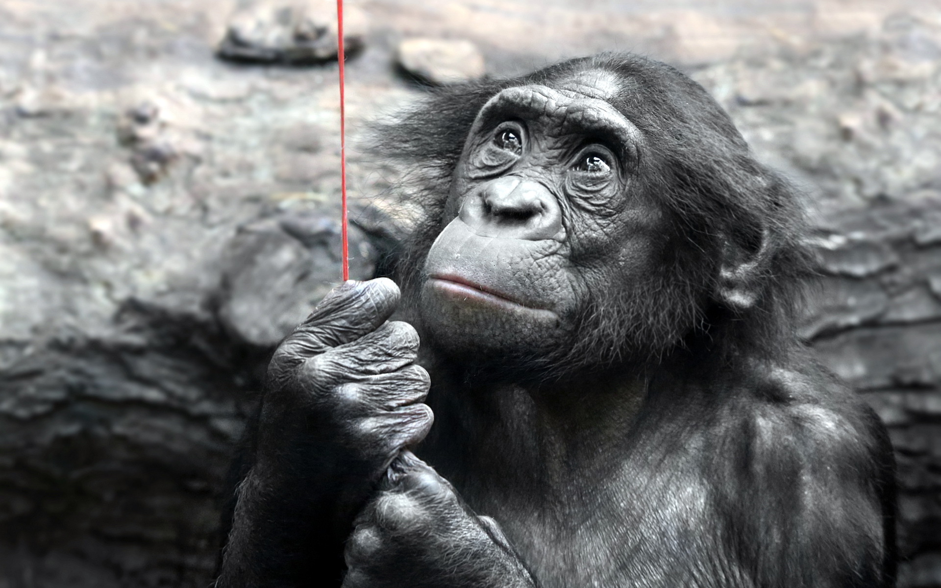 Download mobile wallpaper Bonobo, Monkeys, Monkey, Animal for free.