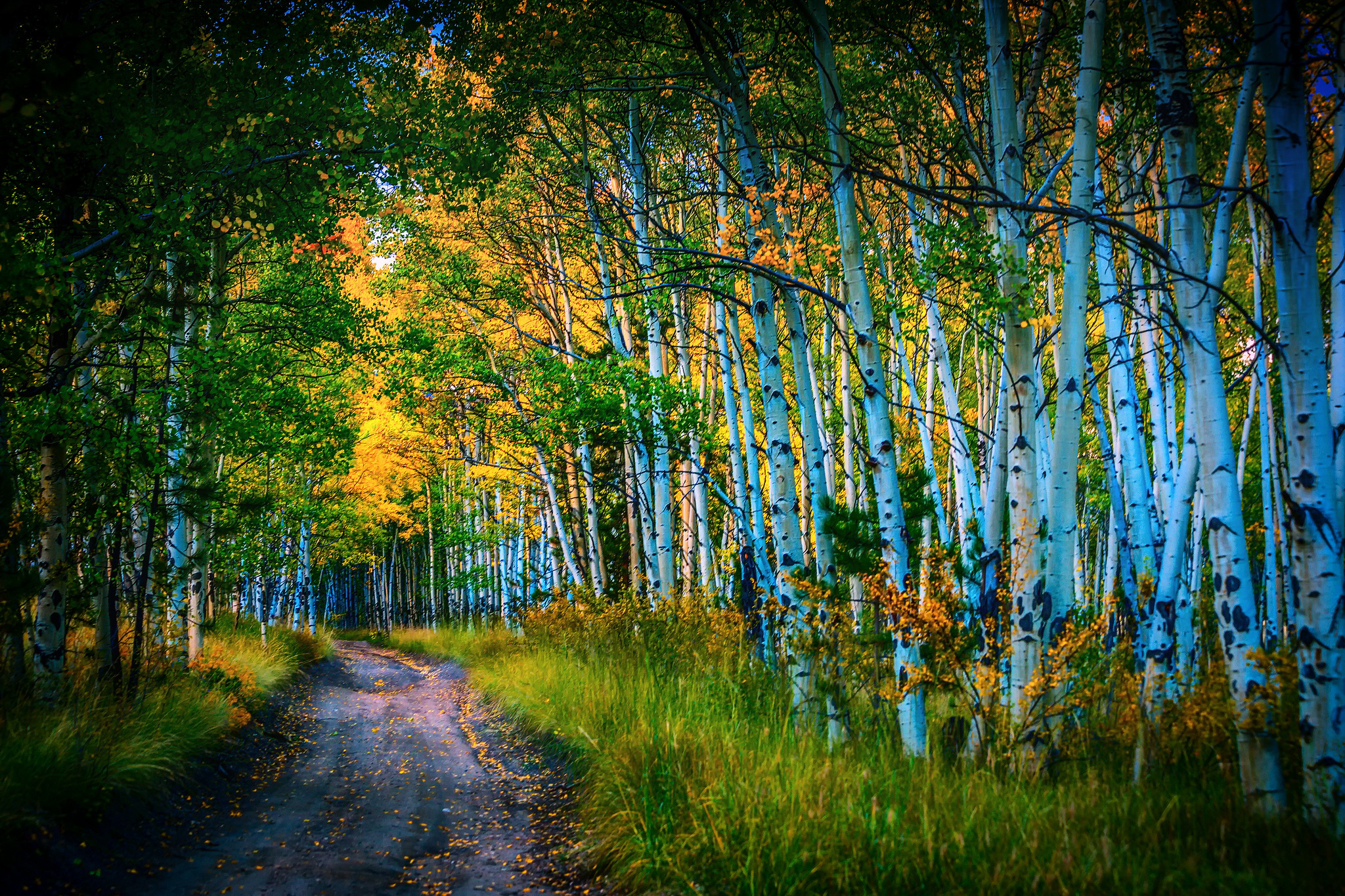 nature, earth, forest, birch, path, tree Smartphone Background