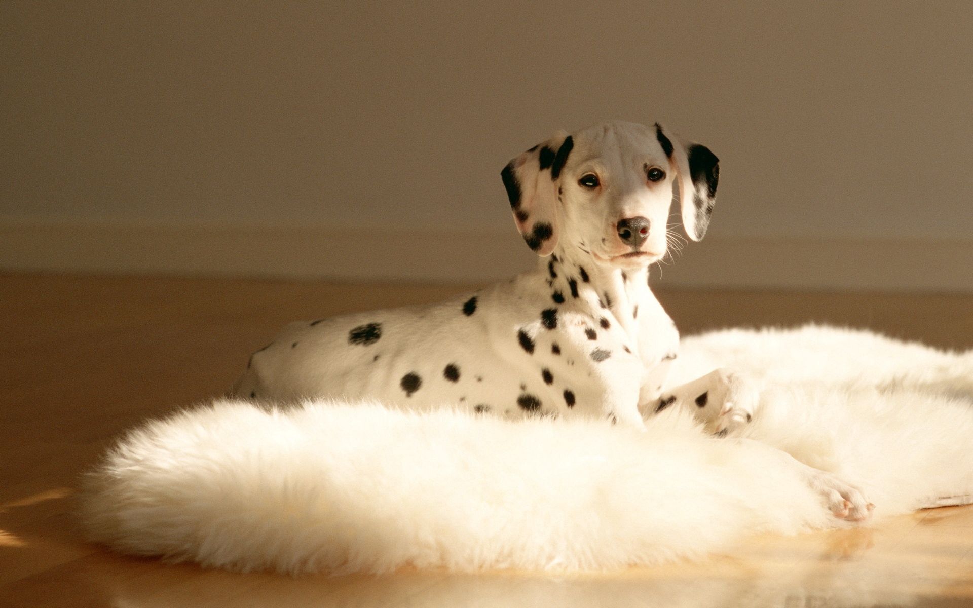 animals, to lie down, lie, dalmatian, dalmatians, fur, mat, rug download HD wallpaper