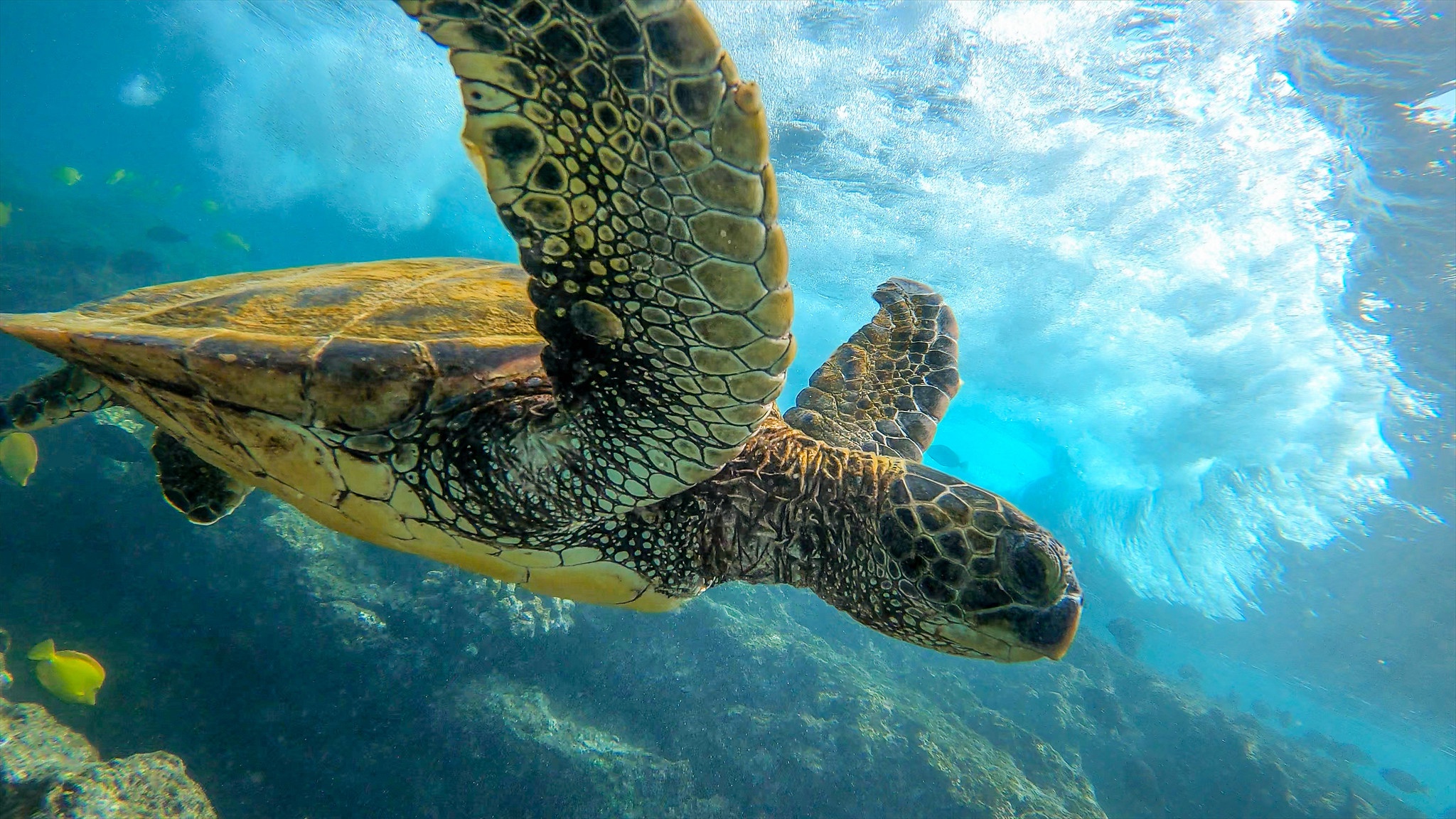 черепаха на море