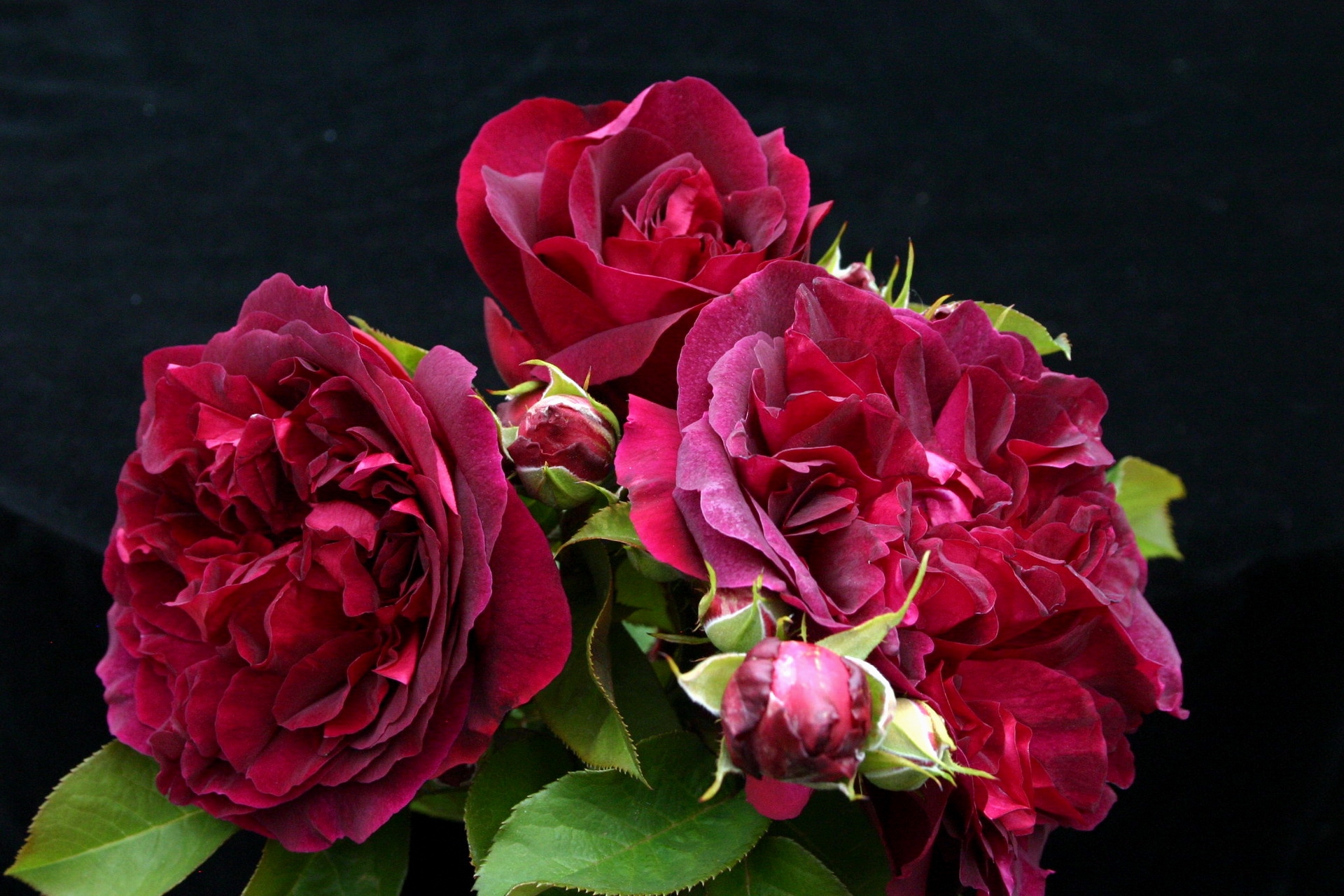 Laden Sie das Strauß, Bouquet, Drei, Blätter, Knospen, Roses, Blumen-Bild kostenlos auf Ihren PC-Desktop herunter