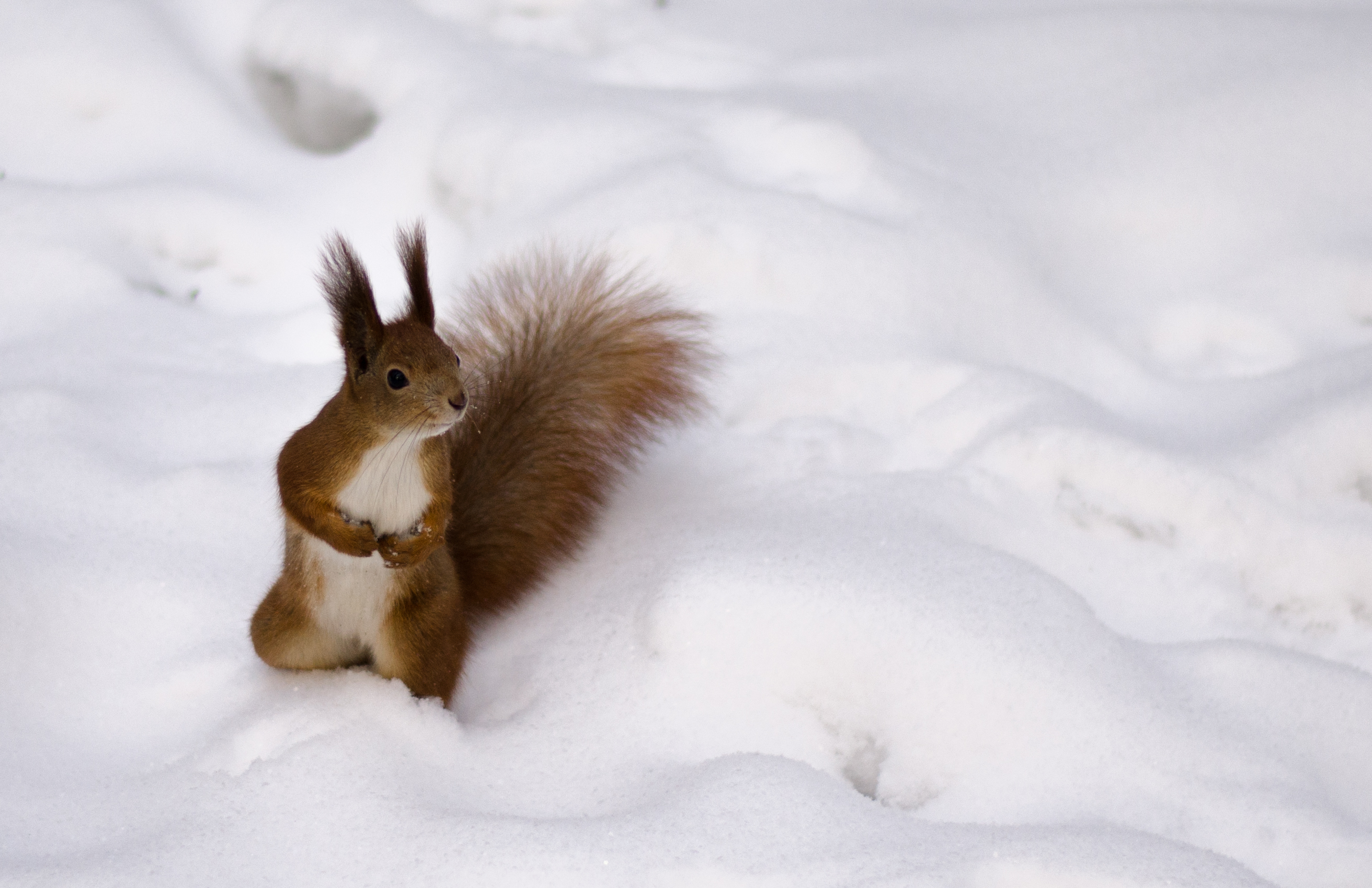 Download mobile wallpaper Snow, Curiosity, Animals, Squirrel for free.