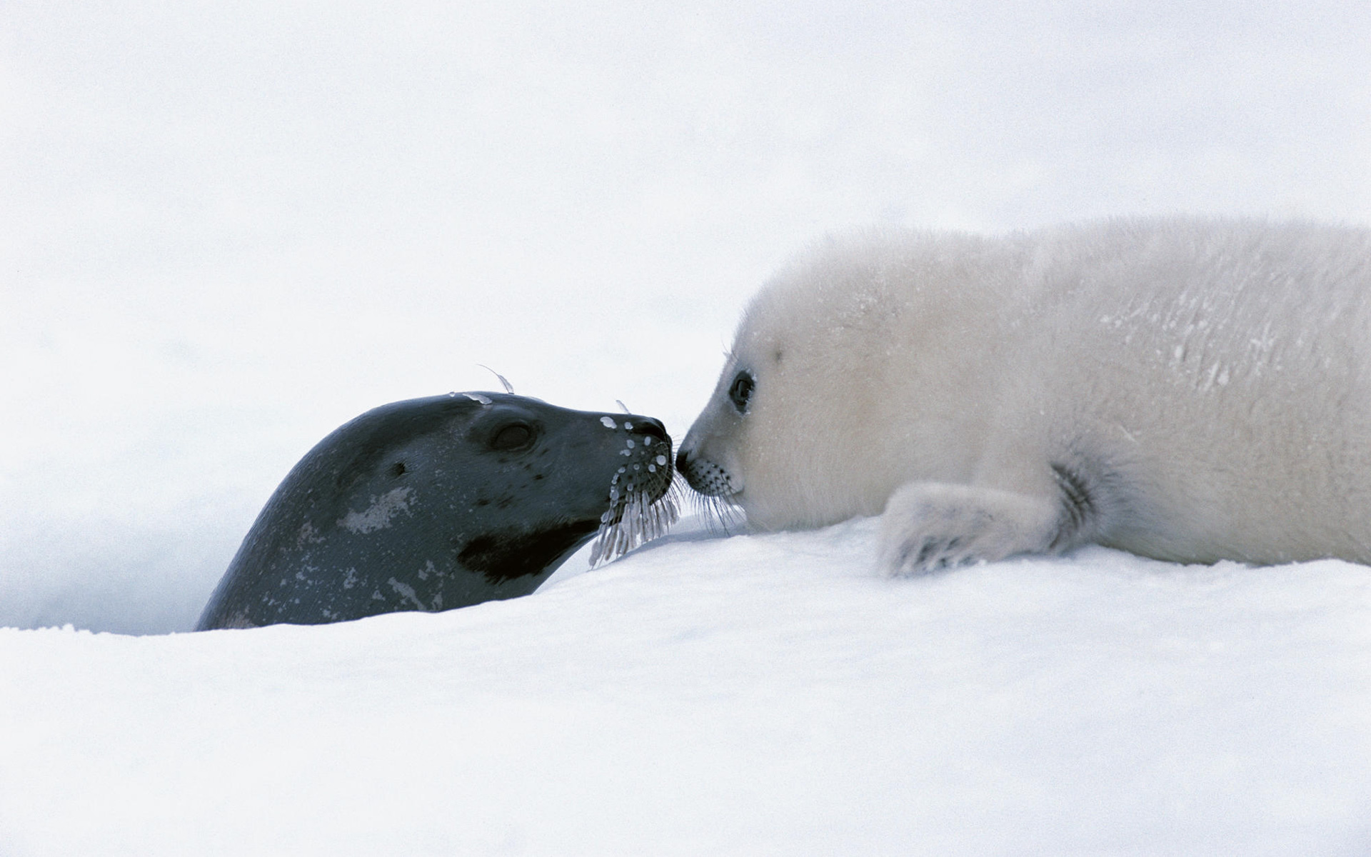 197000 baixar papel de parede animais, foca, selos - protetores de tela e imagens gratuitamente