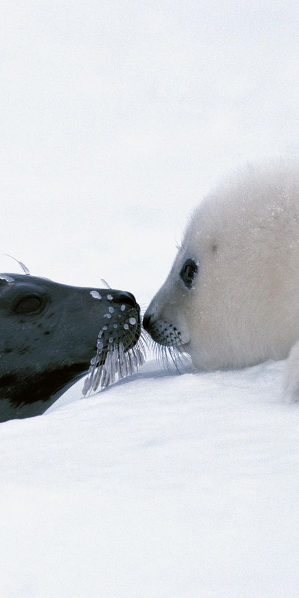 Ice animals. Белек нерпы. Белек тюлень. Байкальская Нерпа. Белый Гренландский тюлень.