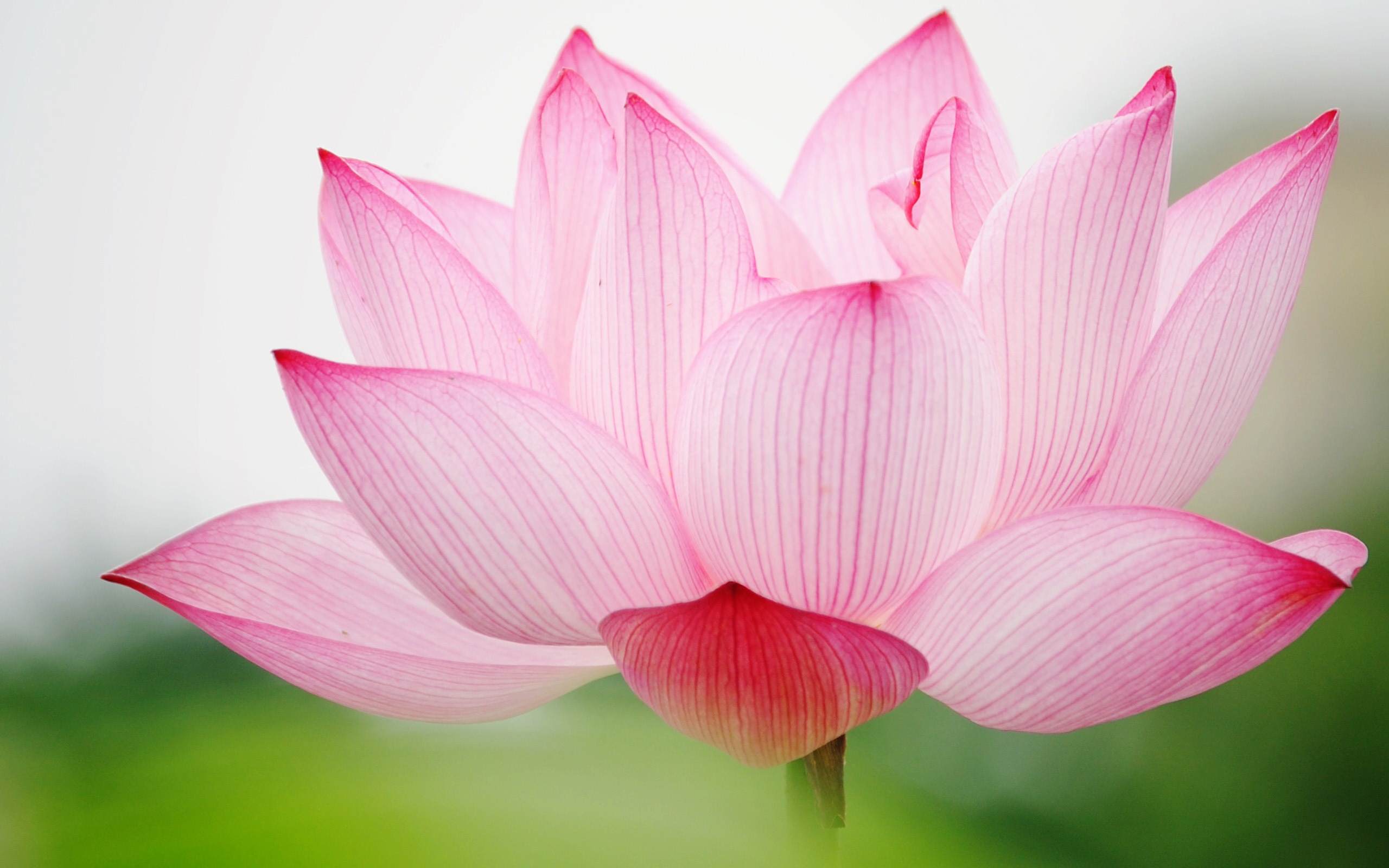 Download PC Wallpaper flower, earth, lotus, flowers