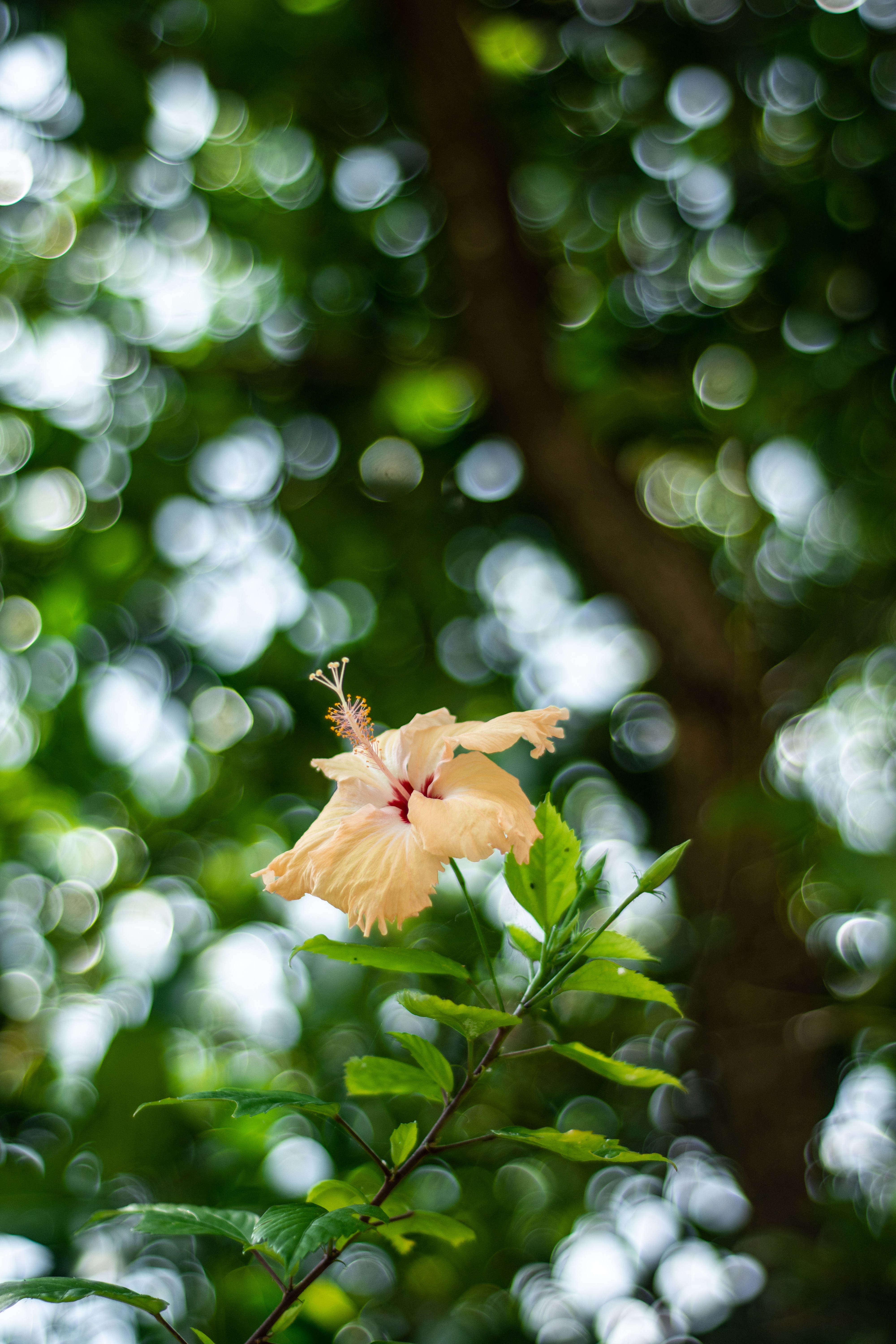 Download mobile wallpaper Boquet, Plant, Flowering, Flower, Bloom, Smooth, Bokeh, Hibiscus, Flowers, Blur for free.