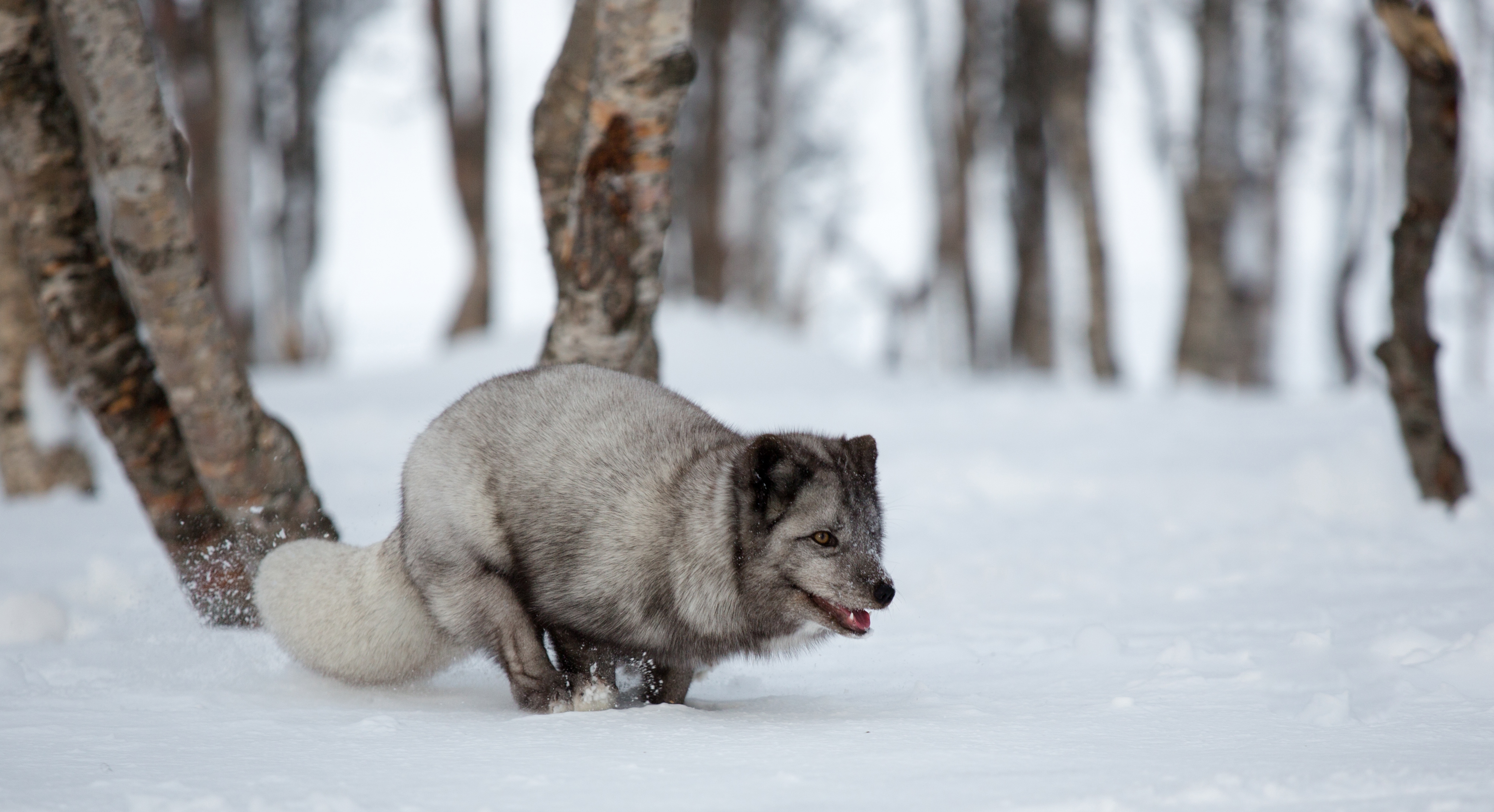 Full HD Wallpaper animals, arctic fox, run, running, blue arctic fox, blue fox