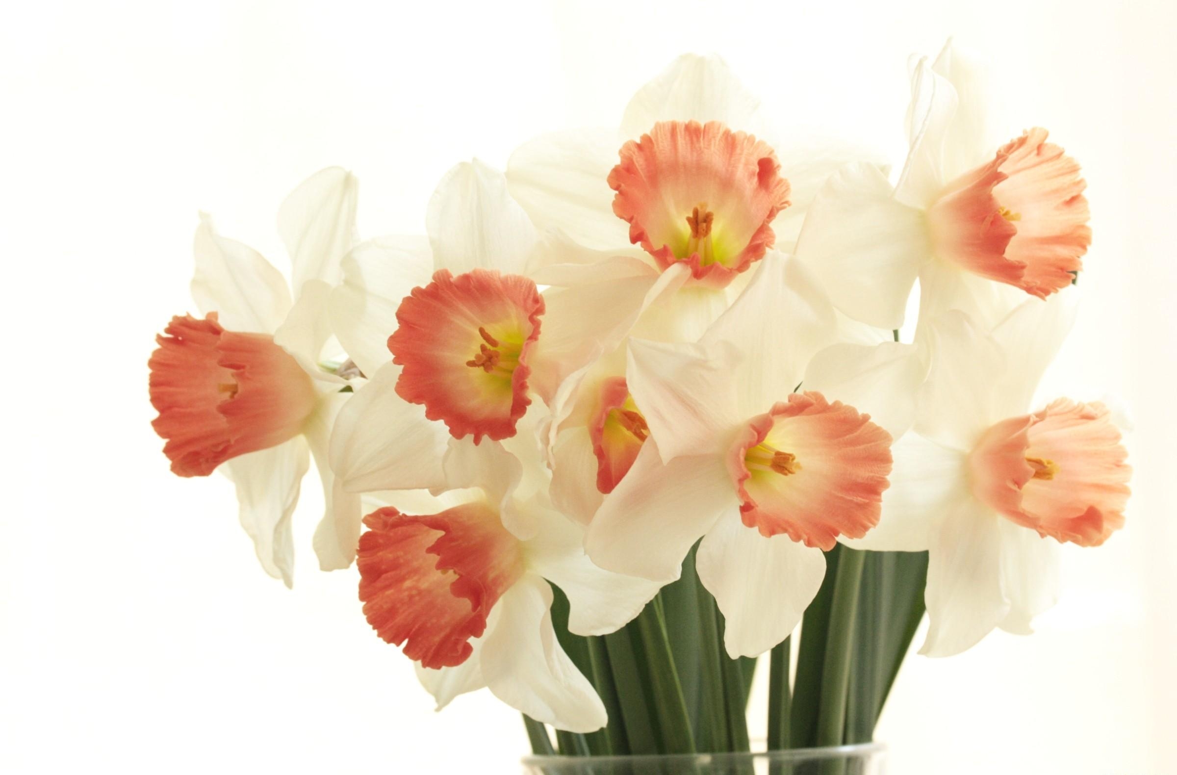 Handy-Wallpaper Blumen, Weißer Hintergrund, Narzissen, Strauß, Bouquet, Frühling kostenlos herunterladen.