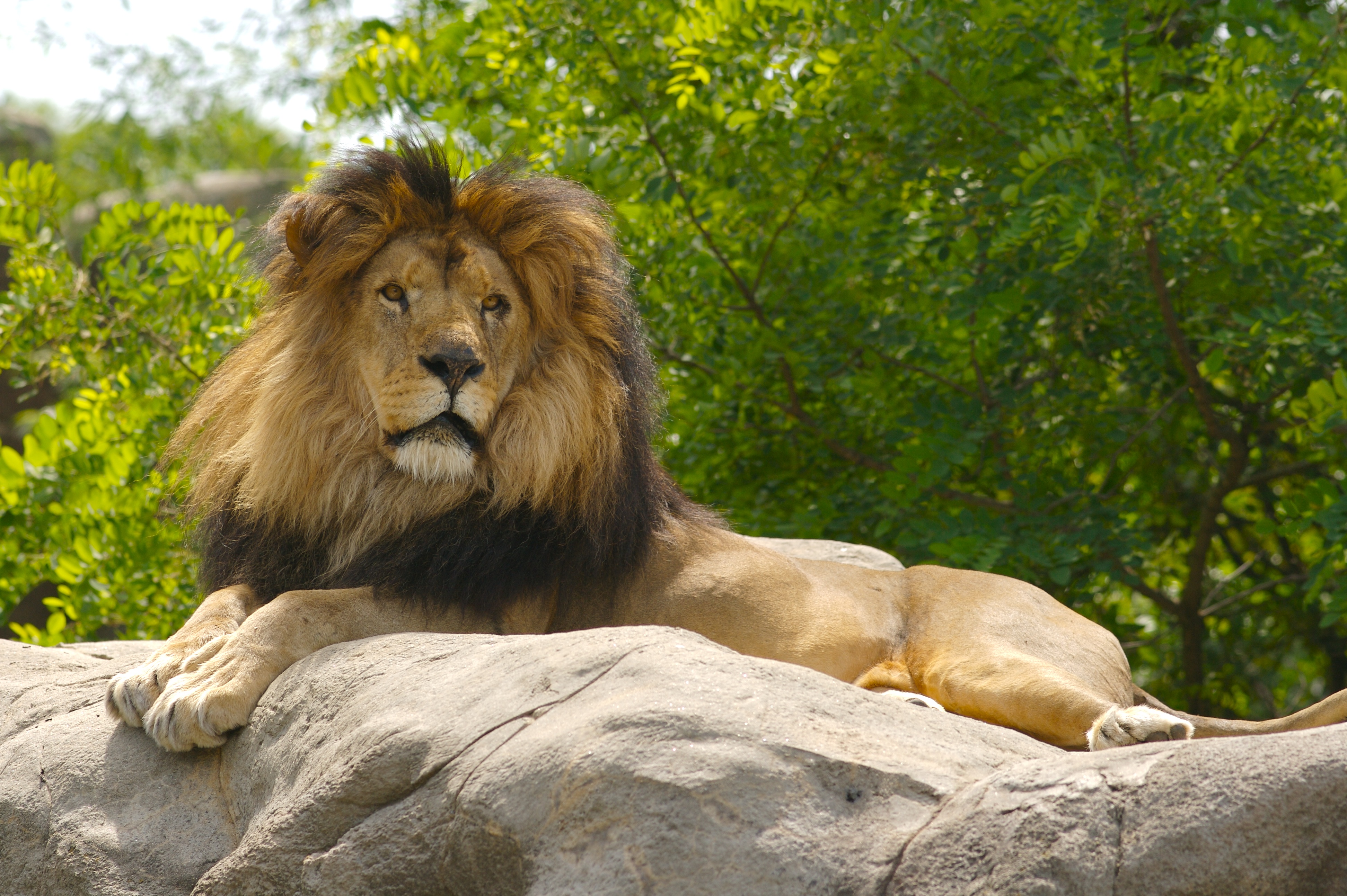 85706 télécharger l'image animaux, un lion, lion, pattes, roi des bêtes - fonds d'écran et économiseurs d'écran gratuits