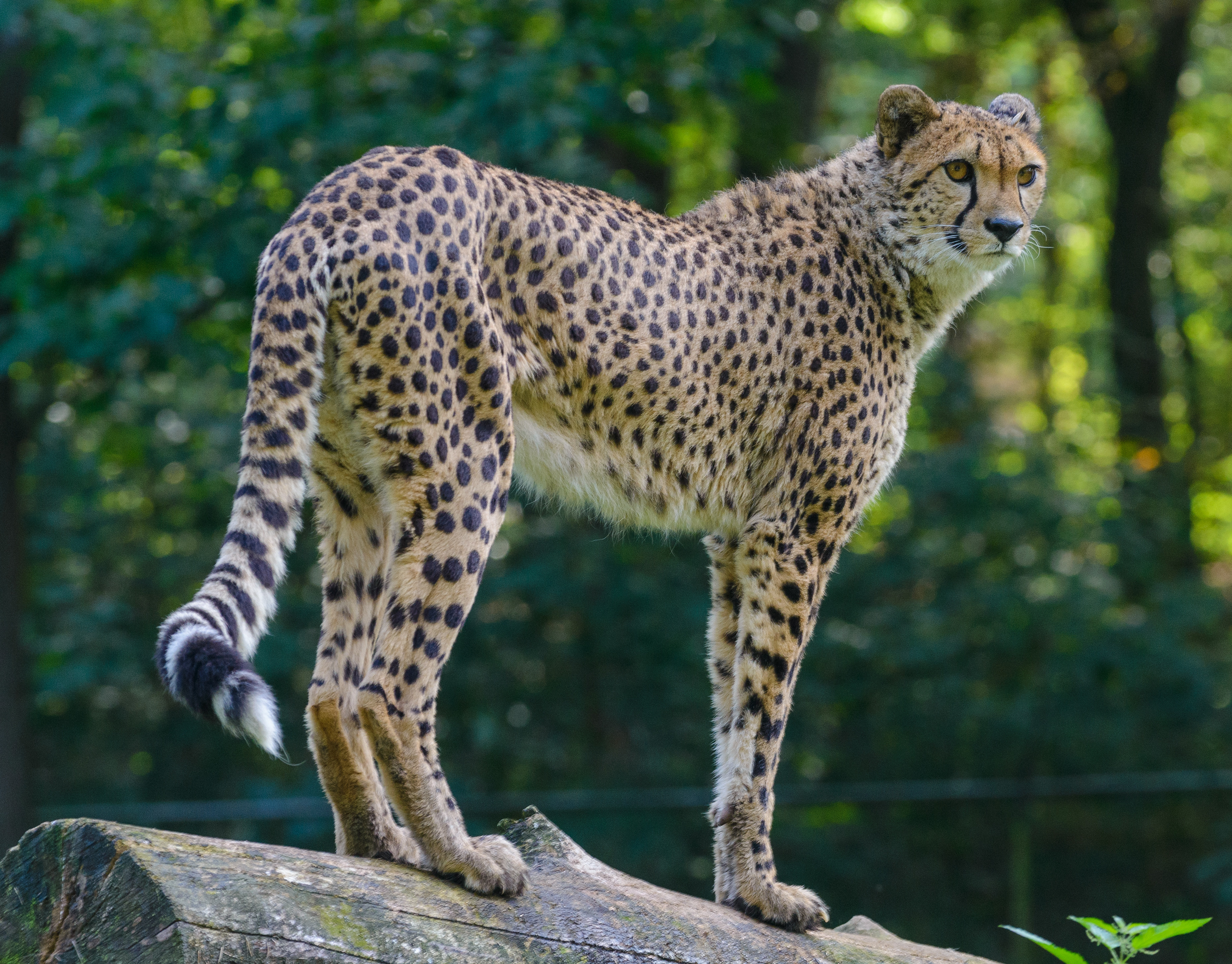 Download mobile wallpaper Sight, Opinion, Animals, Muzzle, Predator, Big Cat, Stains, Spots, Cheetah for free.