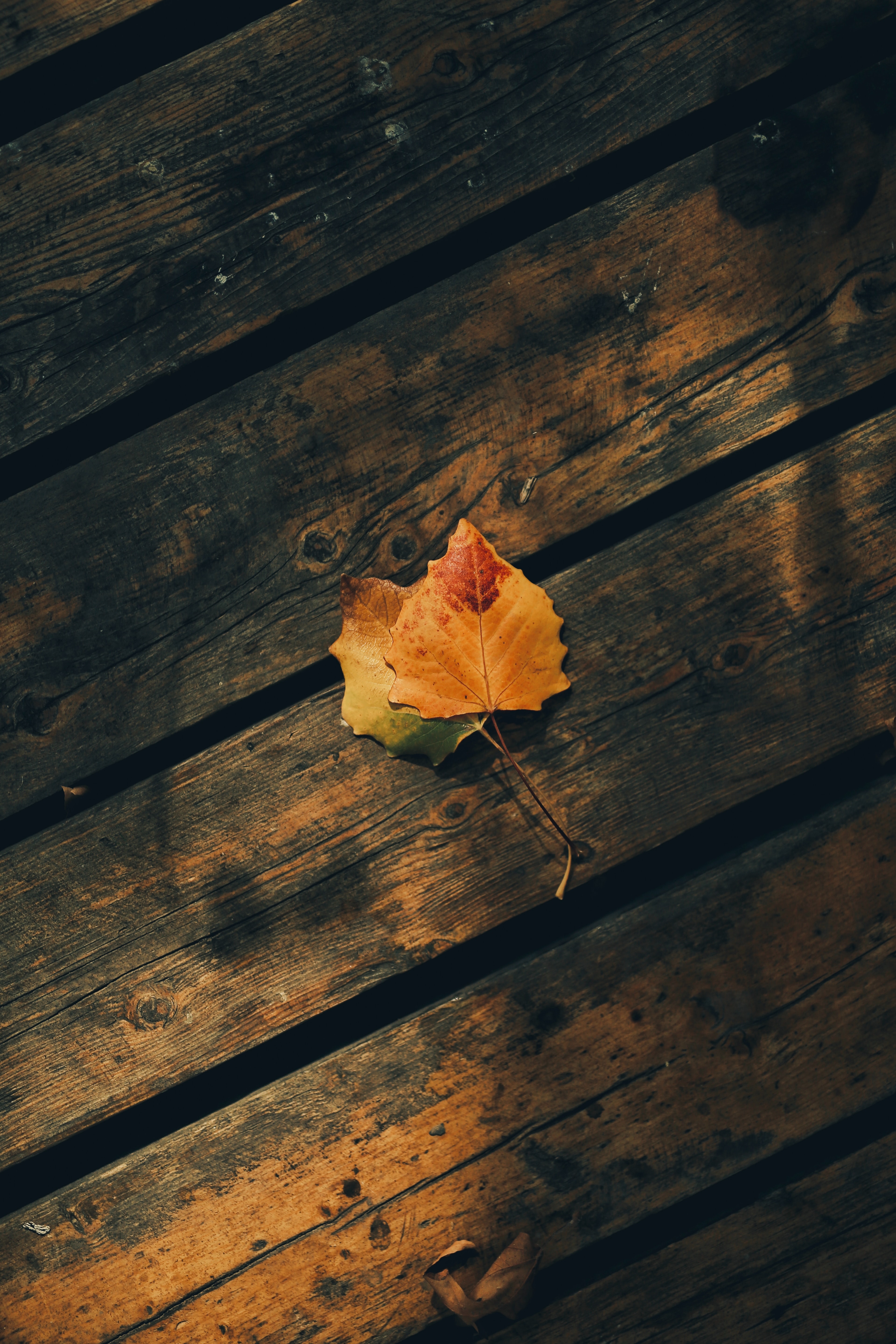 Download mobile wallpaper Autumn, Planks, Board, Wood, Miscellanea, Miscellaneous, Leaves, Wooden for free.