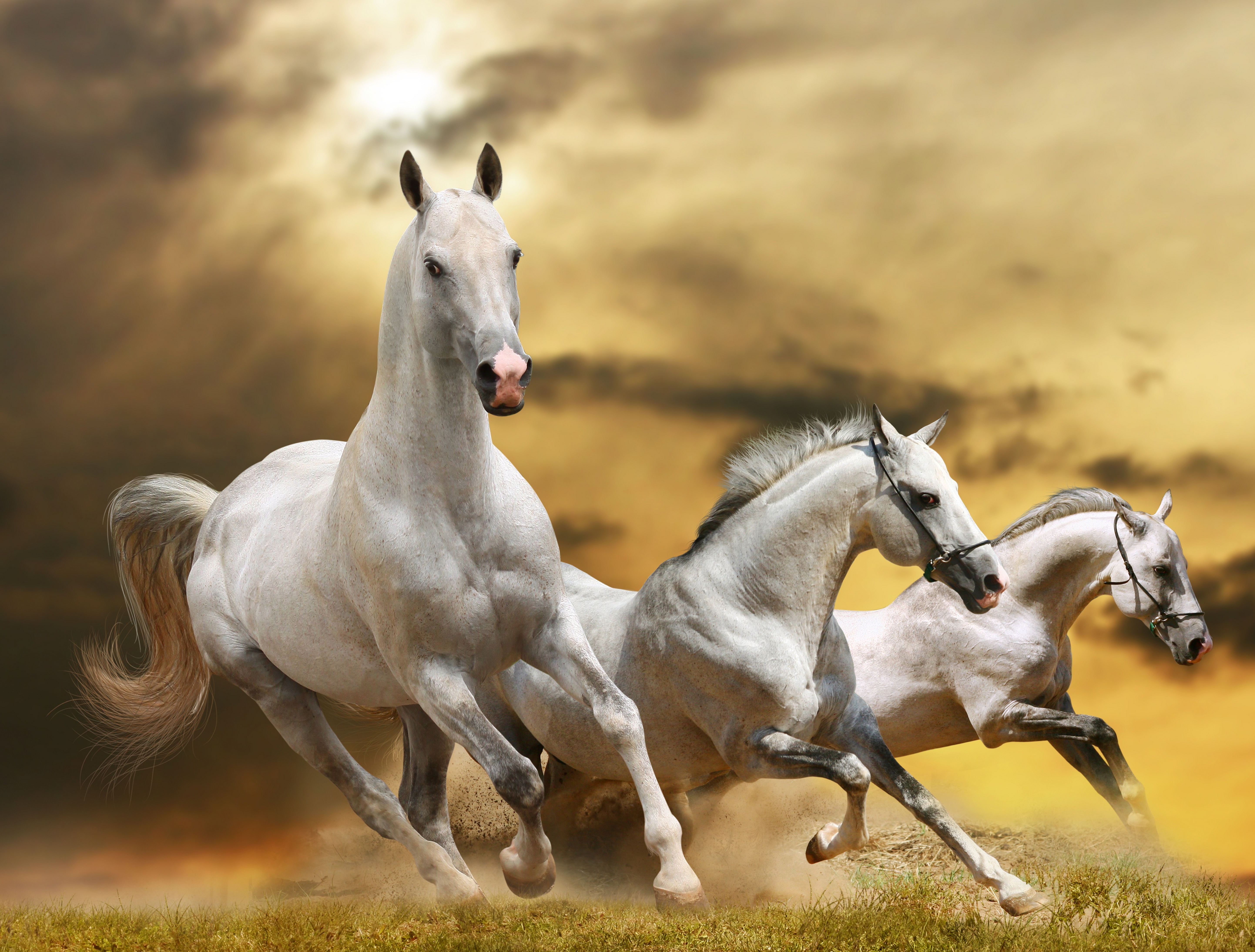 running, horses, freedom, animals, grass, sky, dust, run