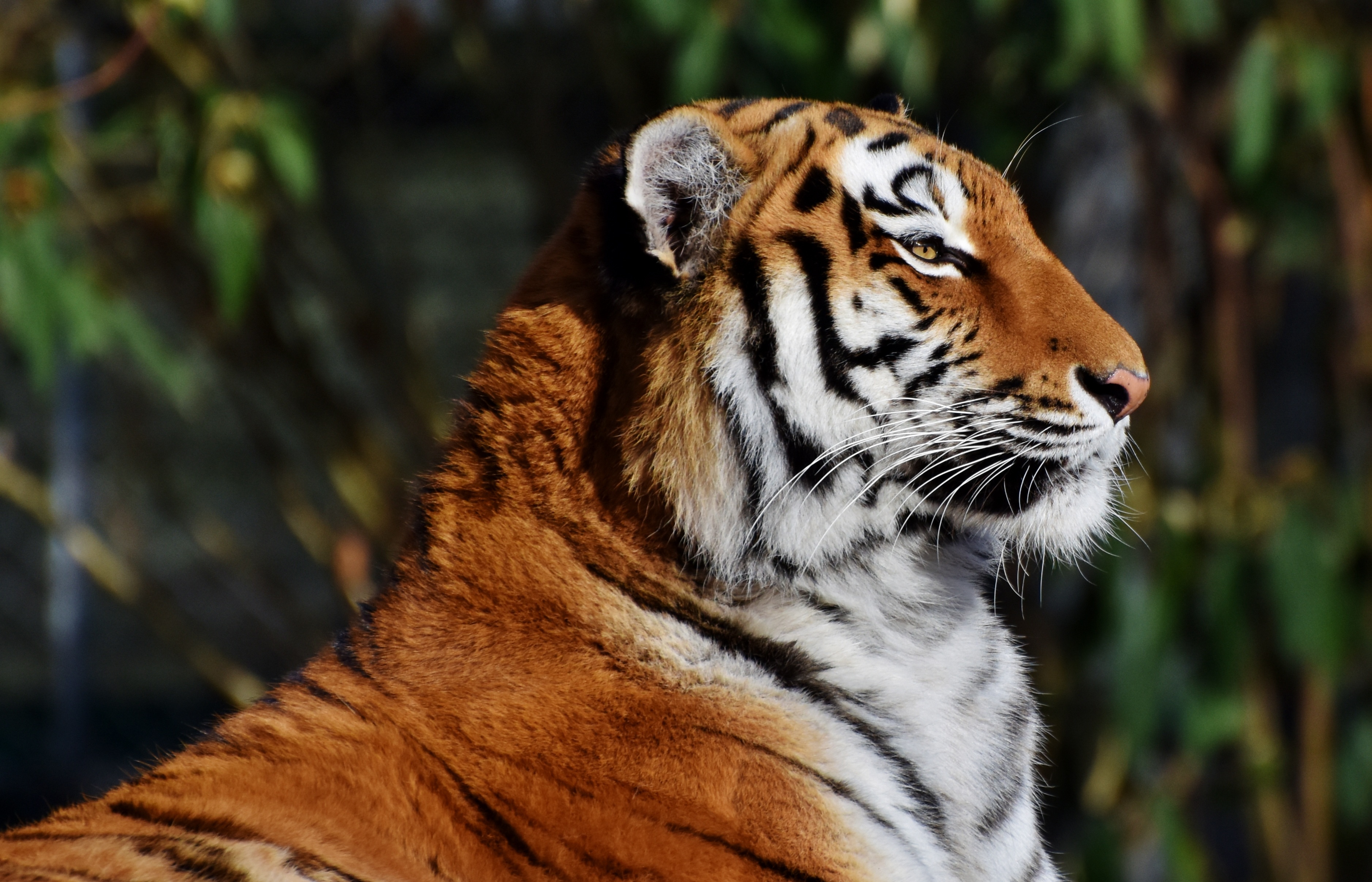 Download mobile wallpaper Muzzle, Profile, Big Cat, Animals, Tiger for free.
