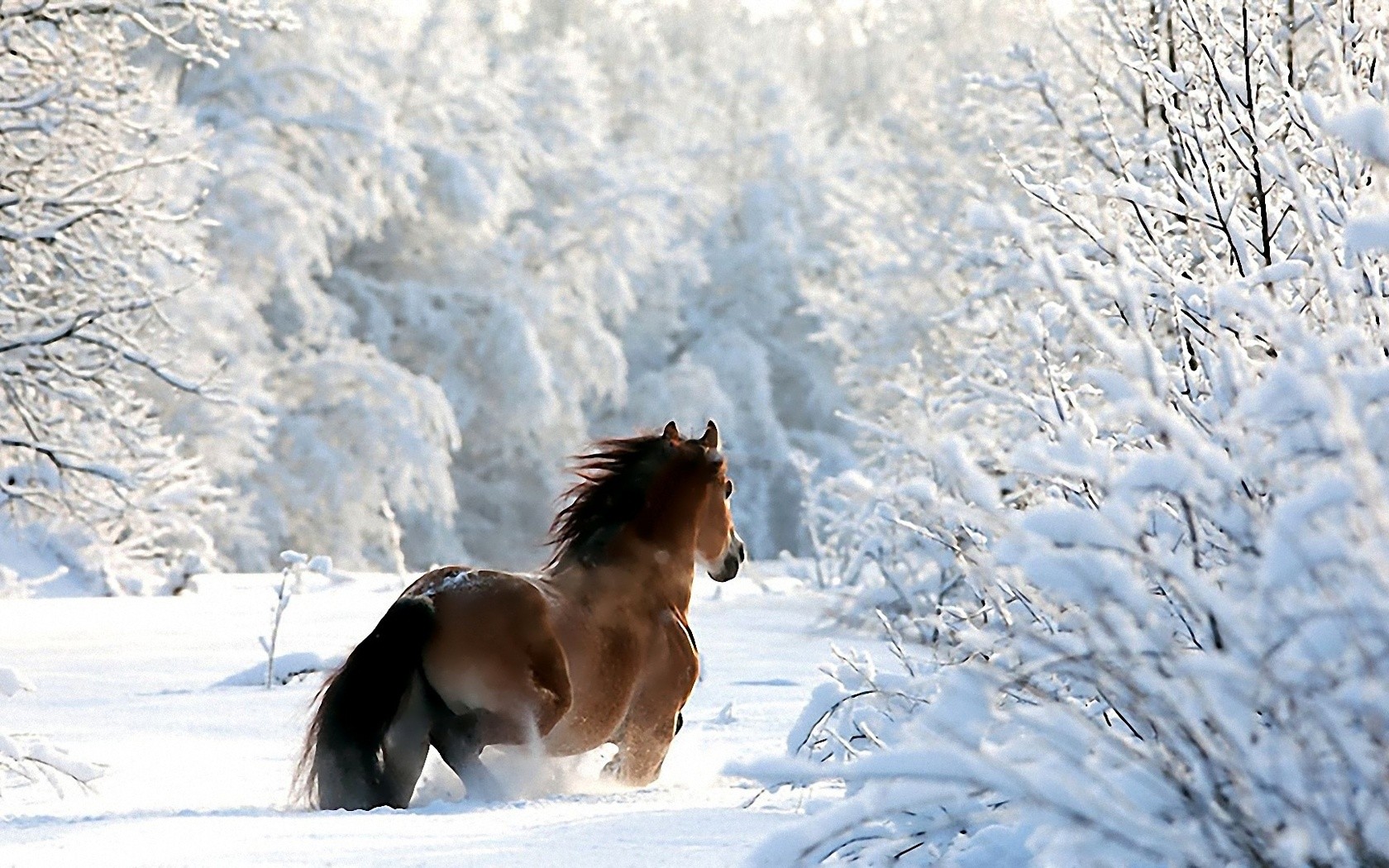 Зимний пейзаж с лошадьми
