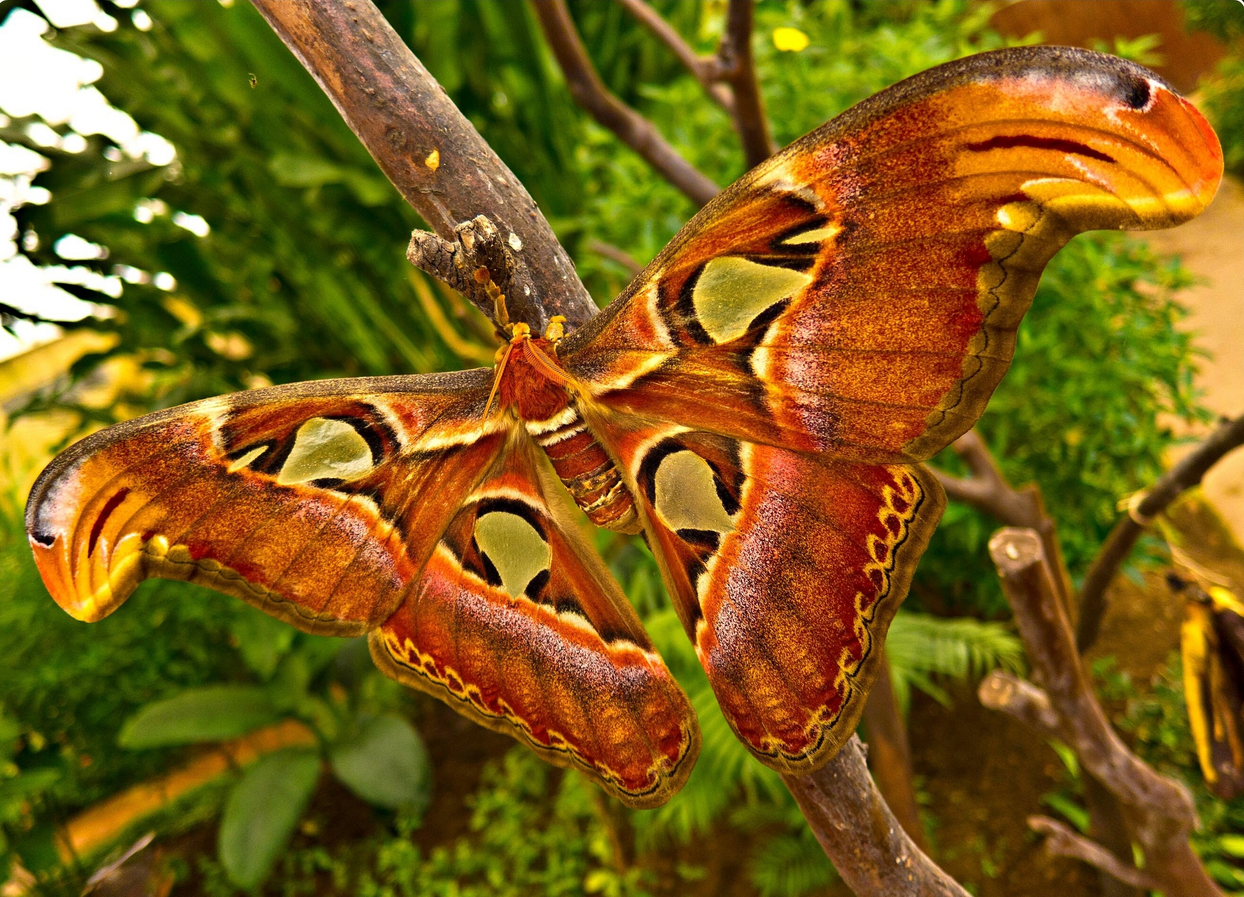 animal, moth HD wallpaper