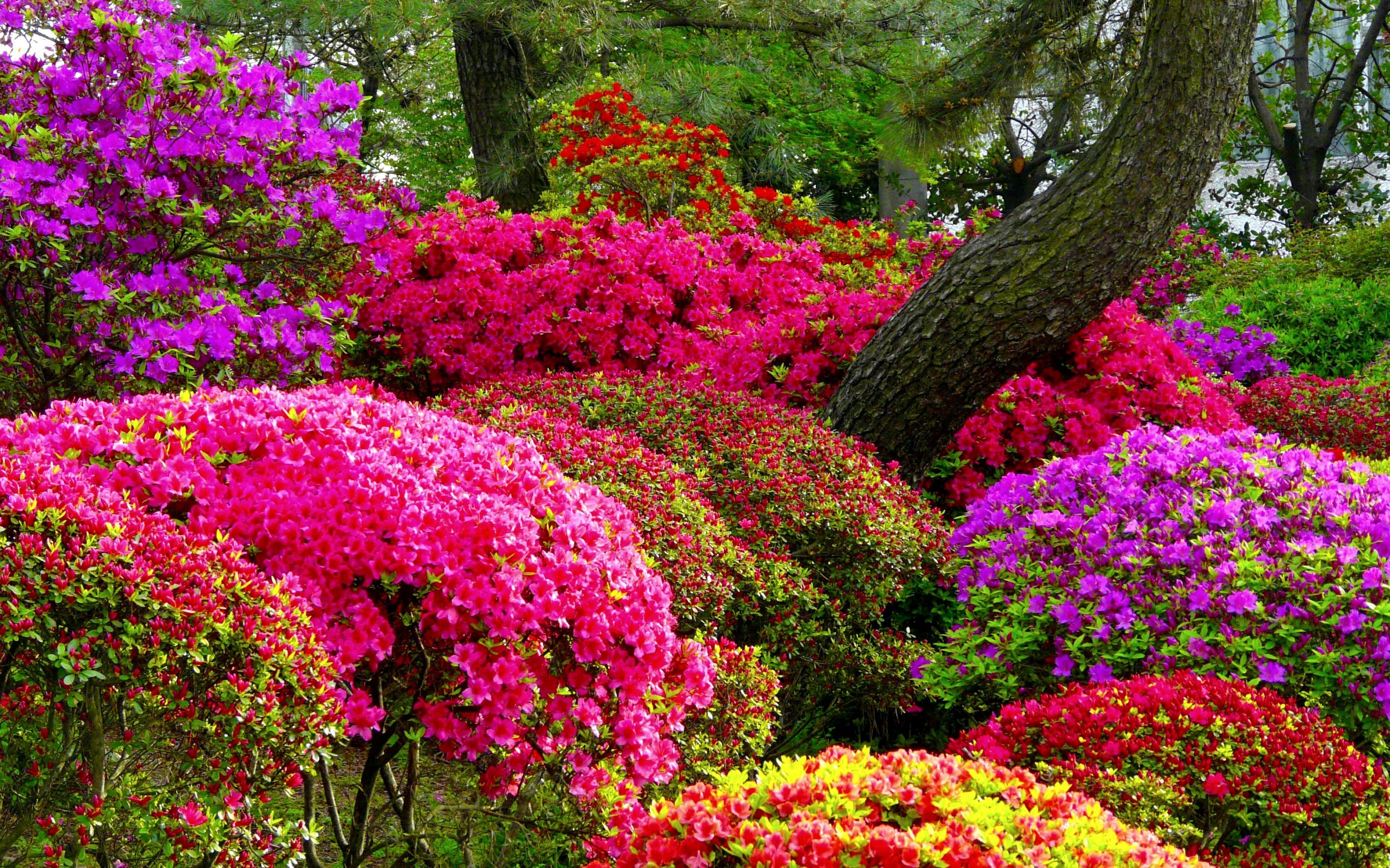 Цветы Азалия Садовая