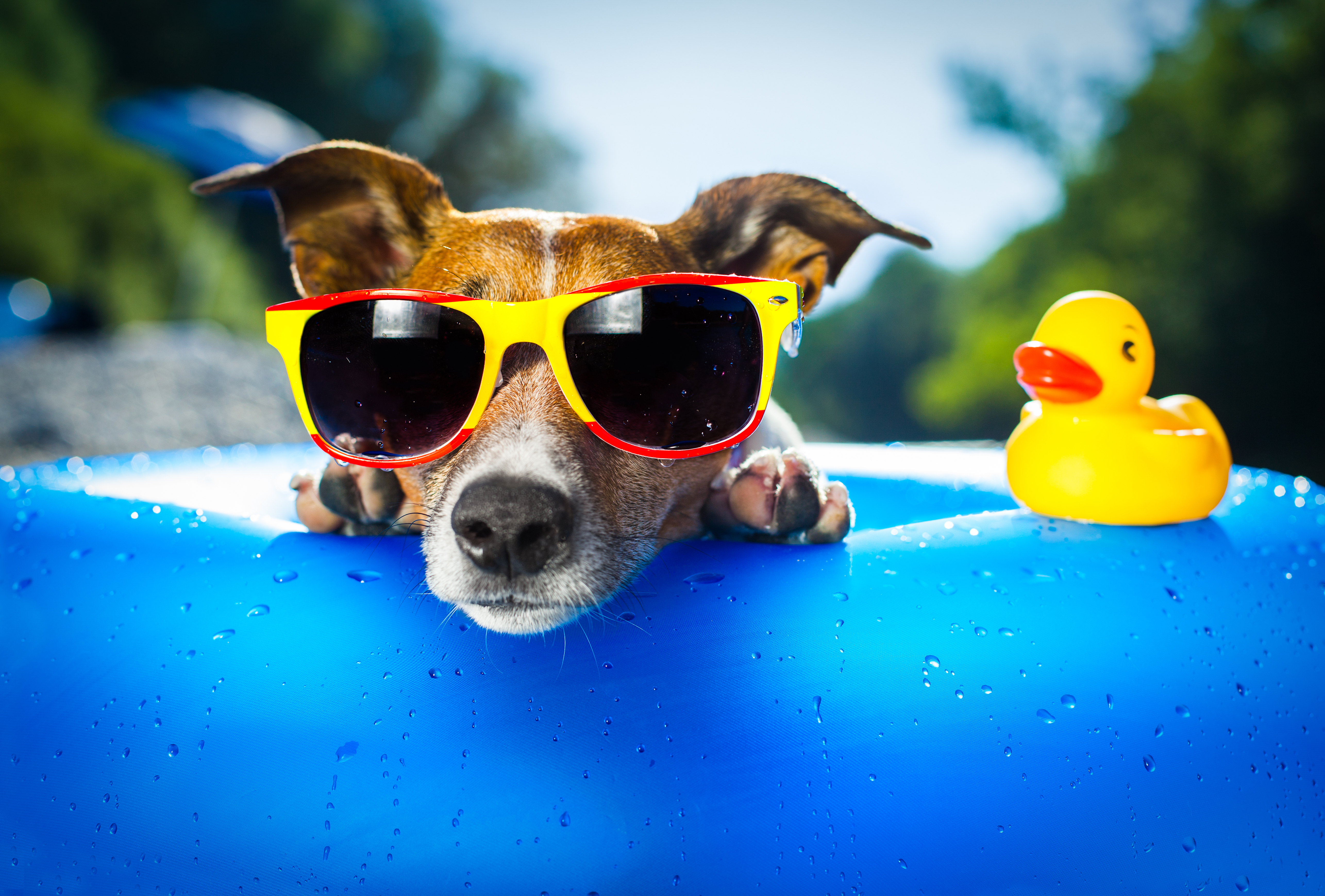 jack russell terrier, summer, animal, dog, sunglasses, dogs 2160p